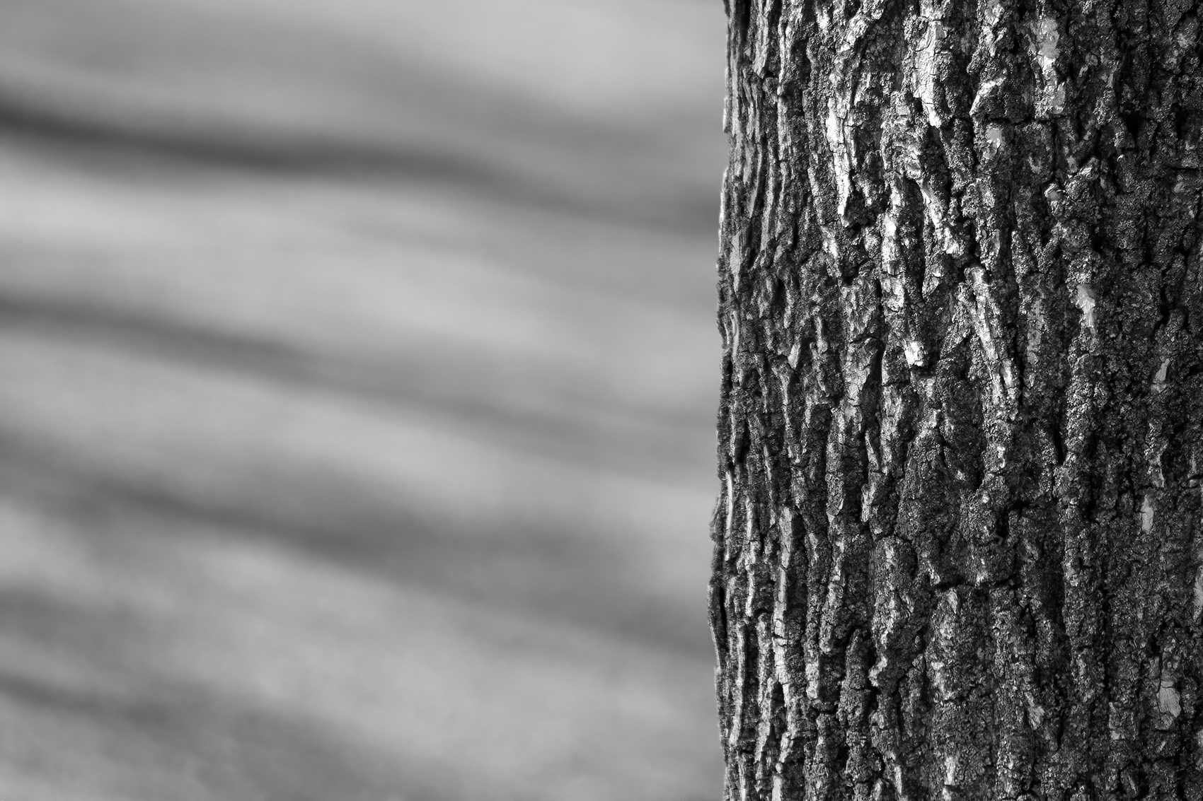 Trunk and shadows, Kinsmen Park, Strathmore, AB, 2024-04-01