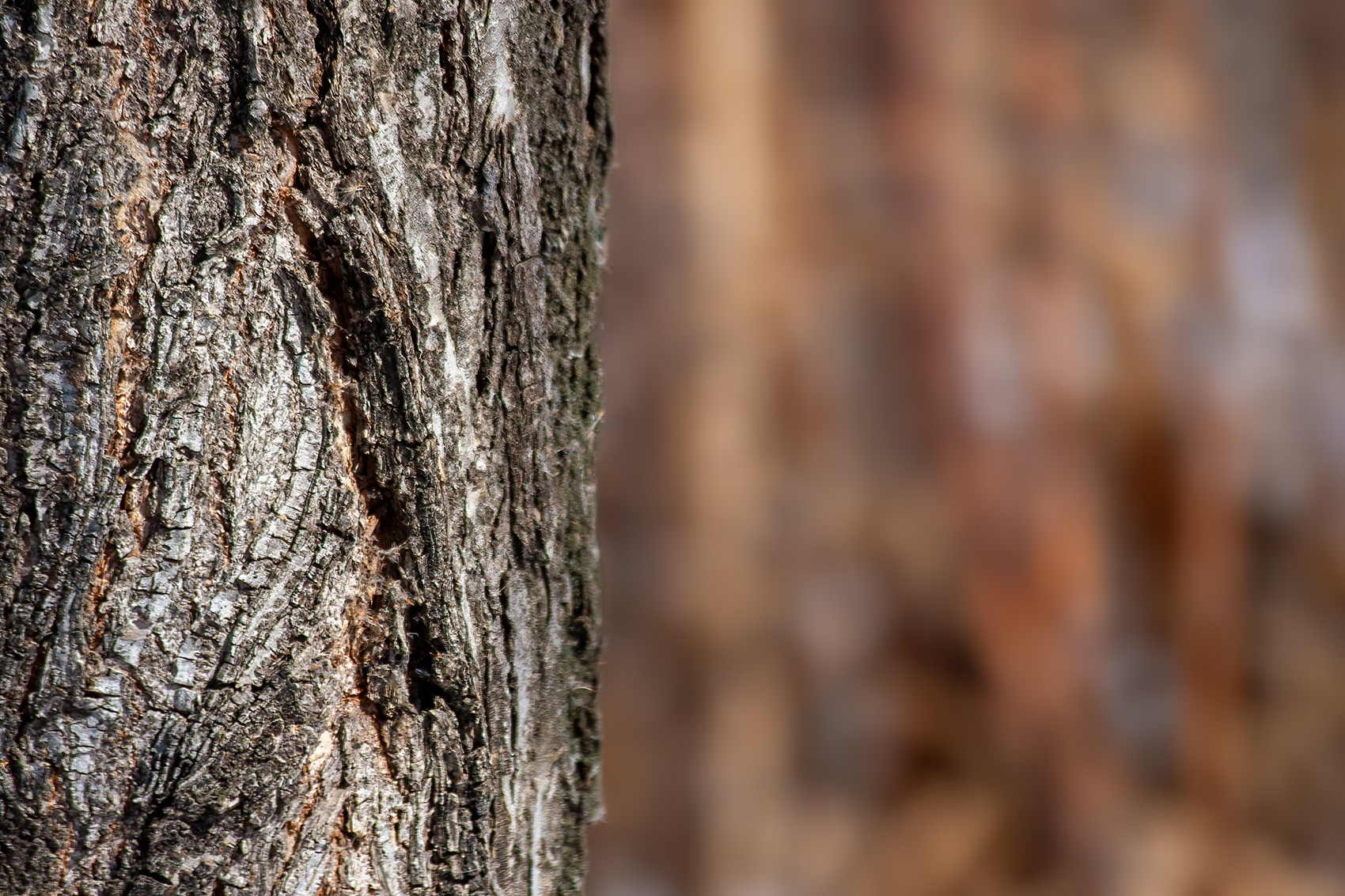 Near and far, Kinsmen Park, Strathmore, AB, 2024-04-01