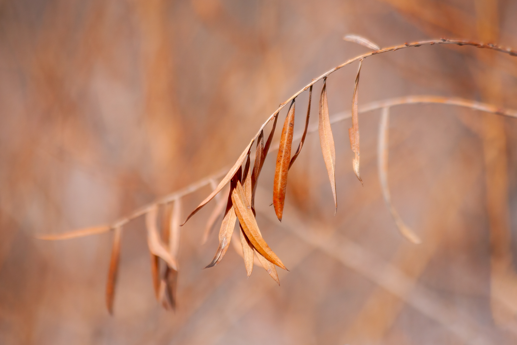 Leaf it alone for now, Kinsmen Park, Strathmore, AB, 2024-04-01