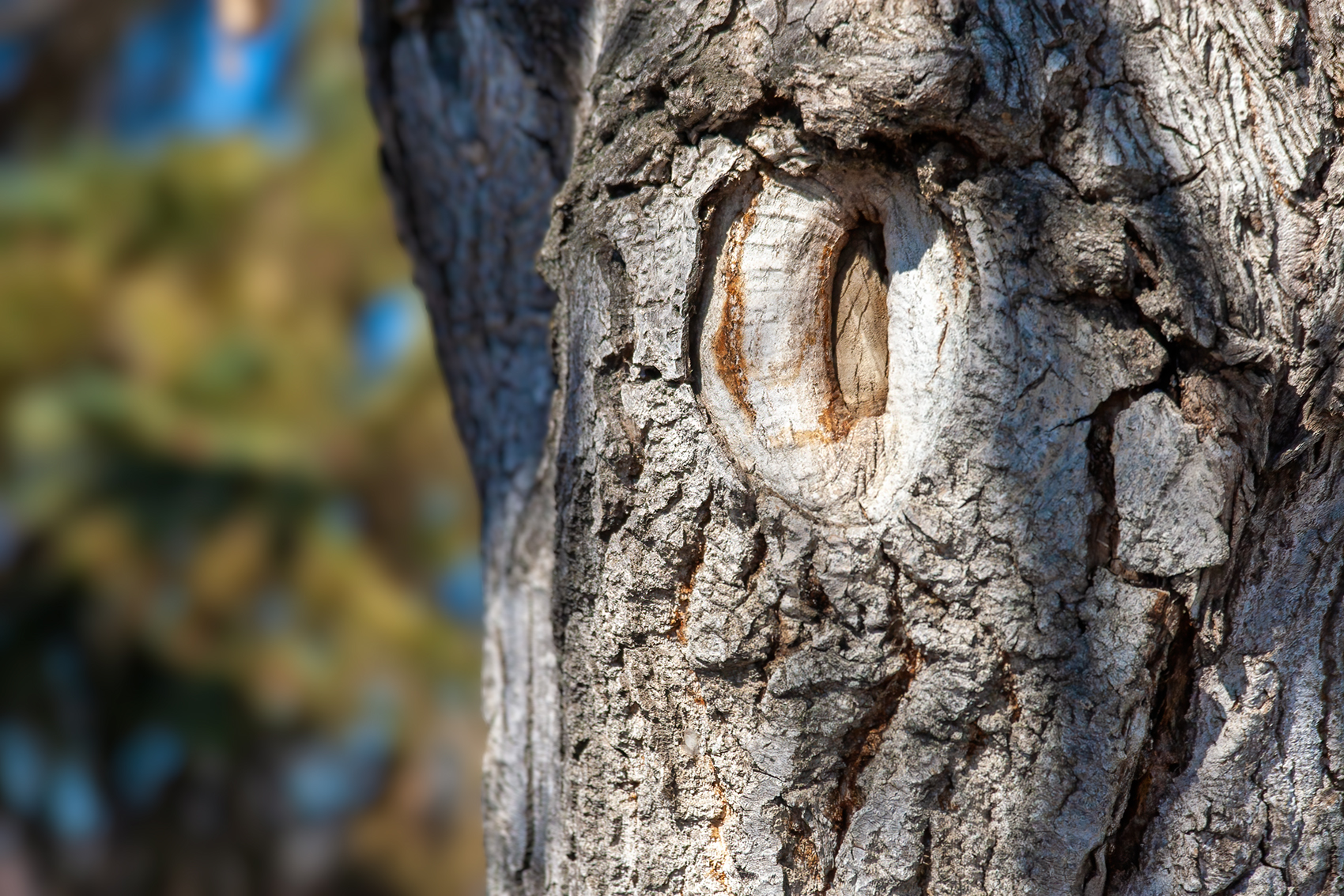 Not quite the Eye of Sauron, Kinsmen Park, Strathmore, AB, 2024-04-01