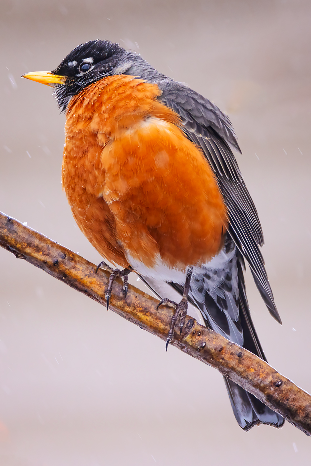 He's back and talkin' smack, My Back Yard, Strathmore, AB, 2024-04-04