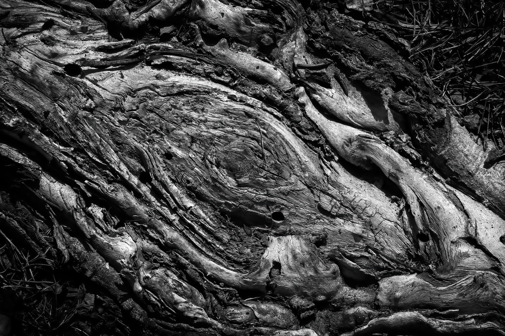 Dirty great root, LDS Church, Strathmore, AB, 2024-04-08 (B&W)
