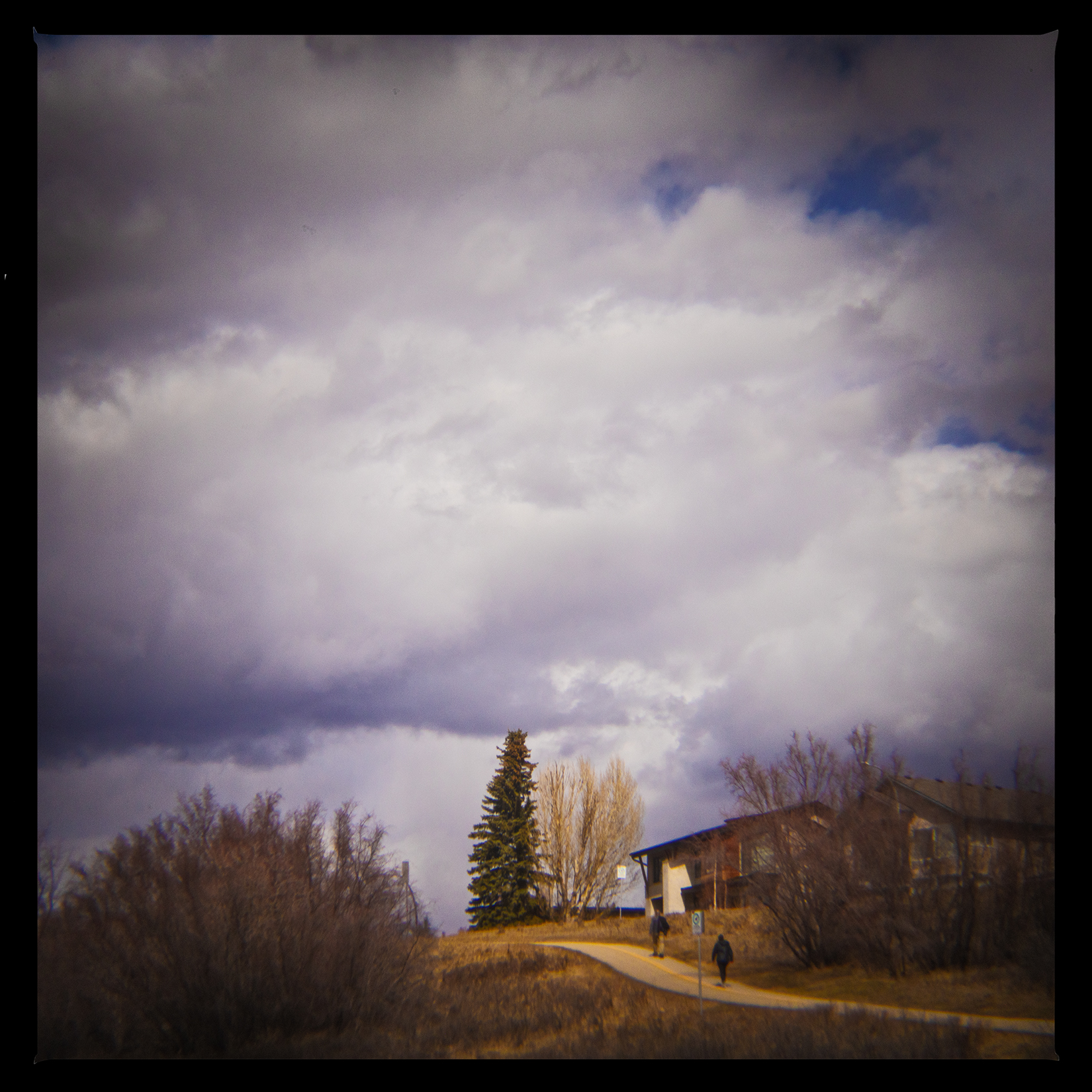 Upsy Daisy, Bowmont Park, Calgary, AB, 2024-04-12