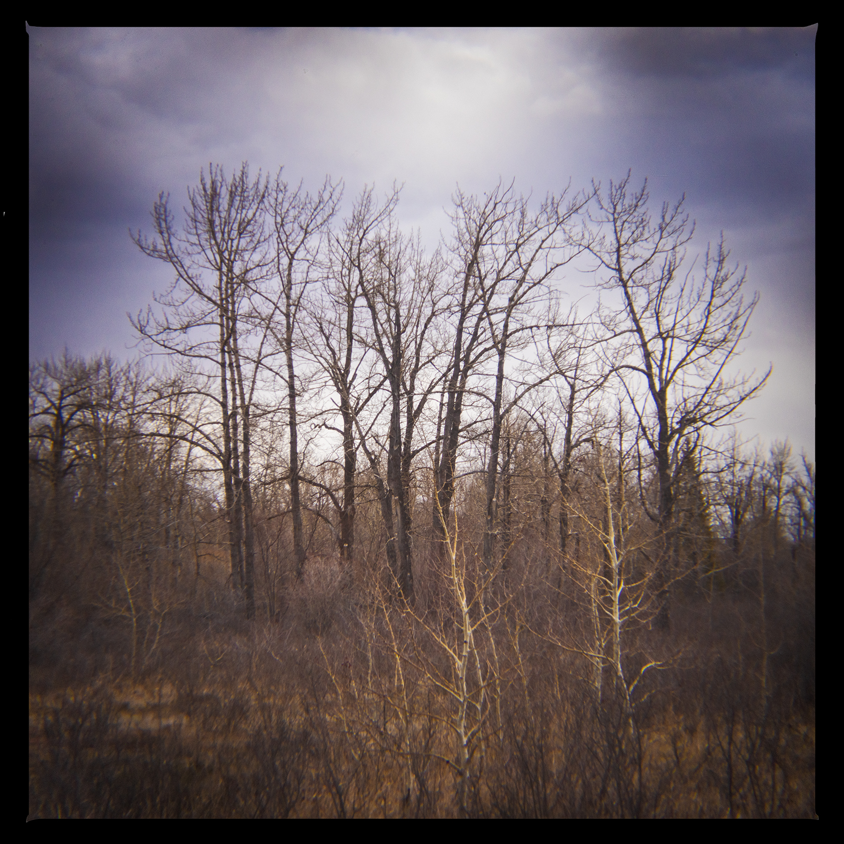 Still barren, Bowmont Park, Calgary, AB, 2024-04-12