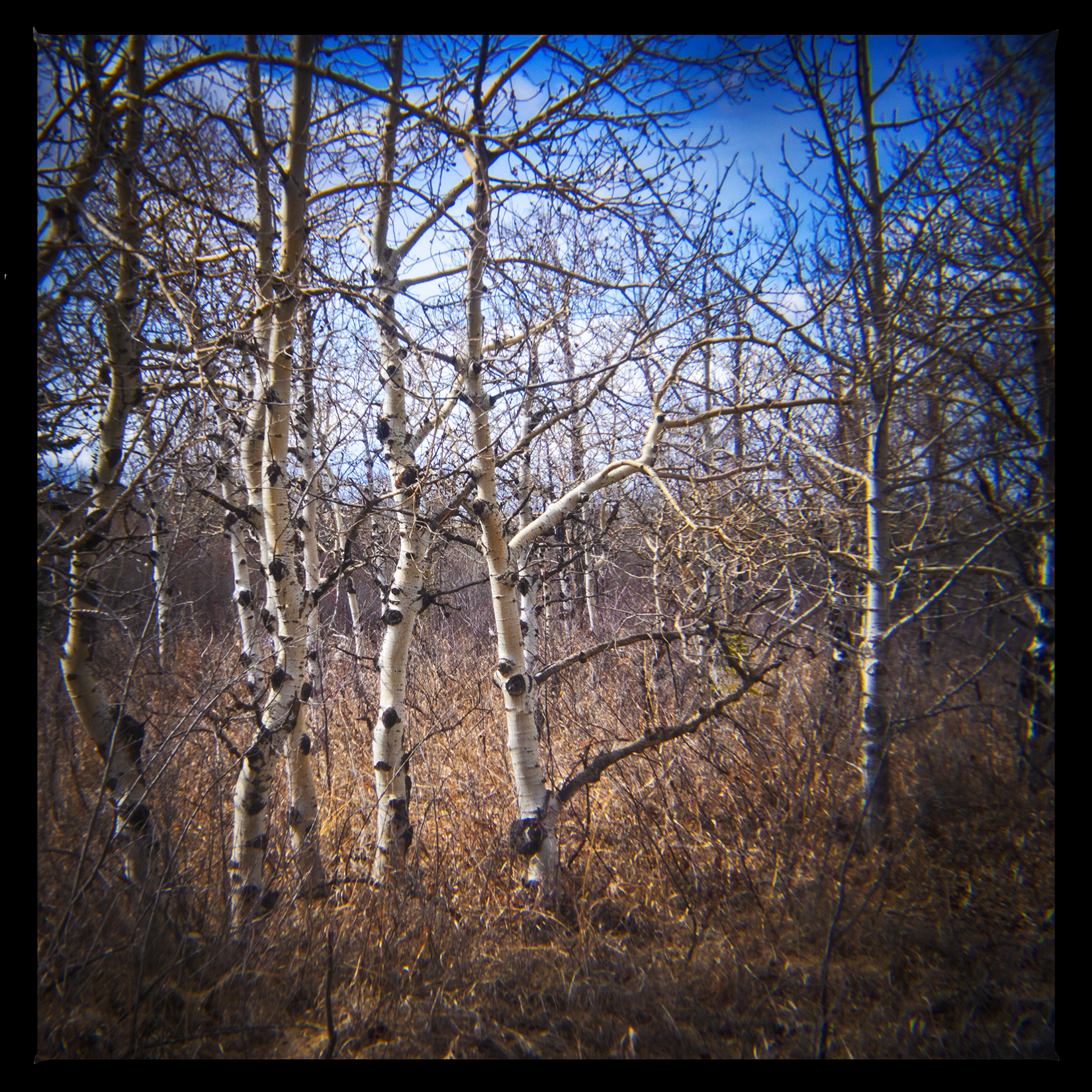They have a condition, Bowmont Park, Calgary, AB, 2024-04-12