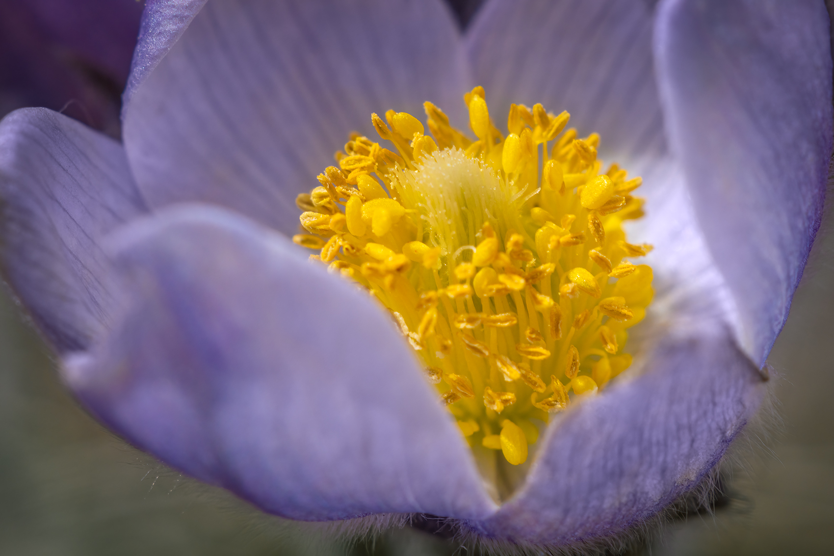 It's time for your close-up, Crocuses, Wheatland County, AB, 2024-04-21