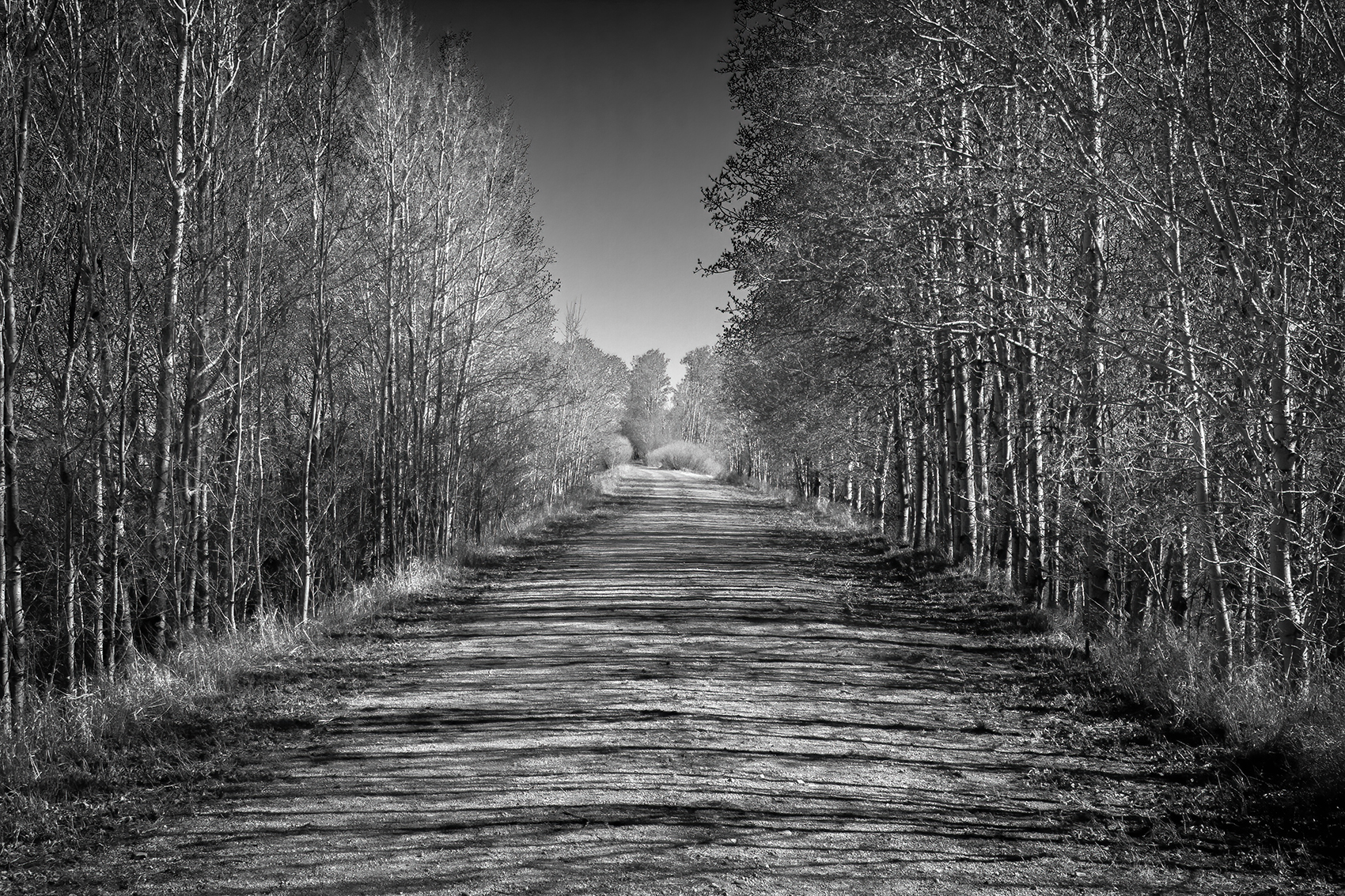 Trees to the left of me, trees to the right, Eagle Lake Trail, Strathmore, AB, 2024-04-20