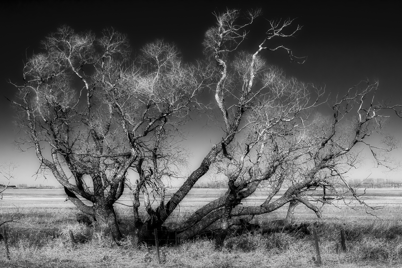 Gnarly, dude, Eagle Lake Trail, Strathmore, AB, 2024-04-20