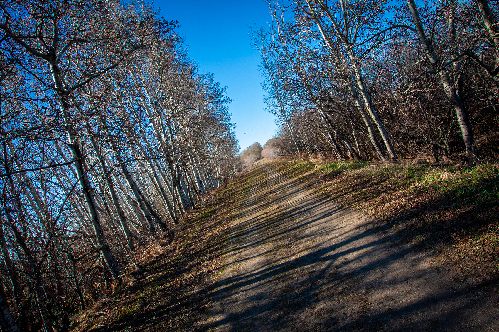 Walking on shadows, Eagle Lake Trail, Strathmore, AB, 2024-04-20
