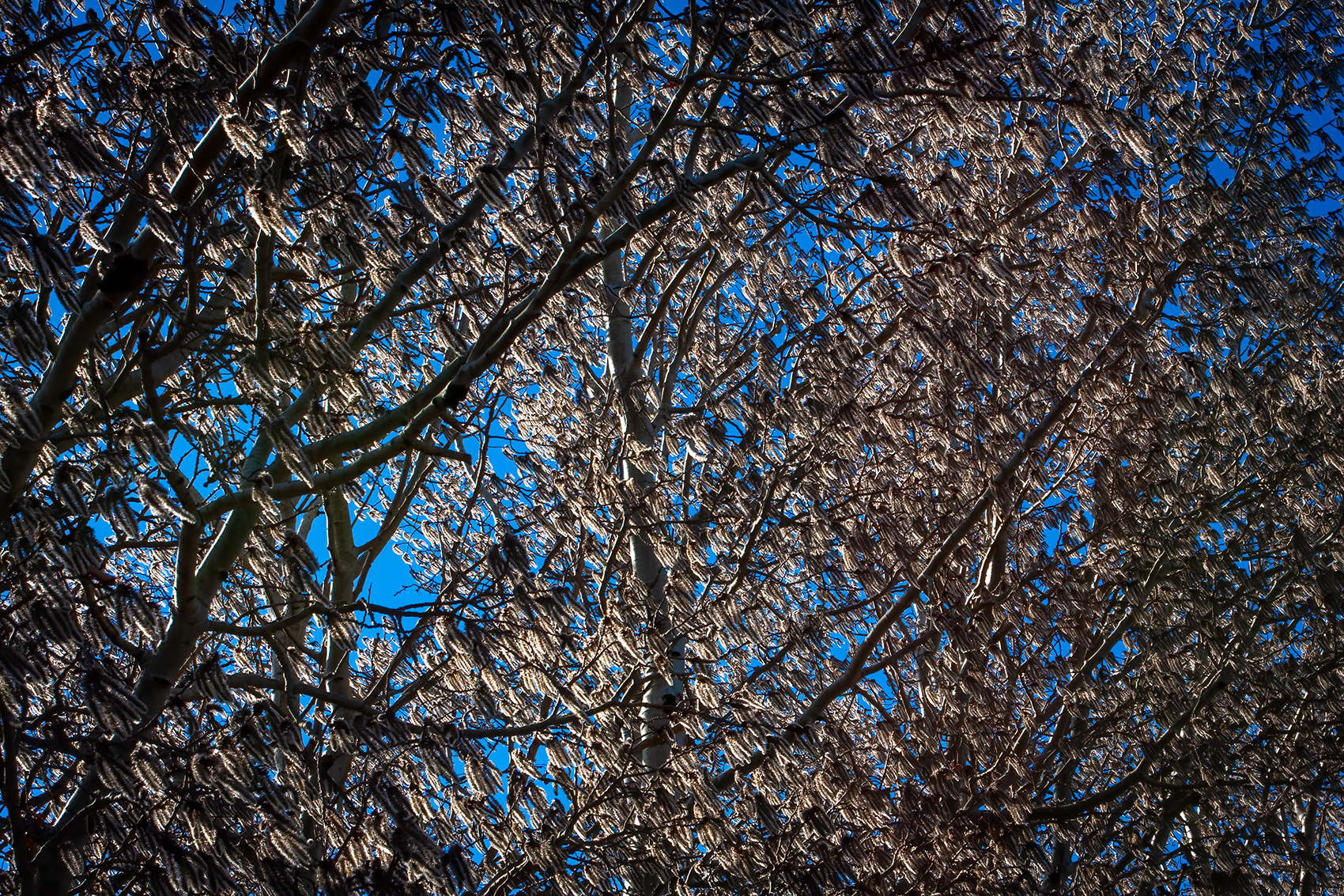 Fuzzy wuzzies, Eagle Lake Trail, Strathmore, AB, 2024-04-20