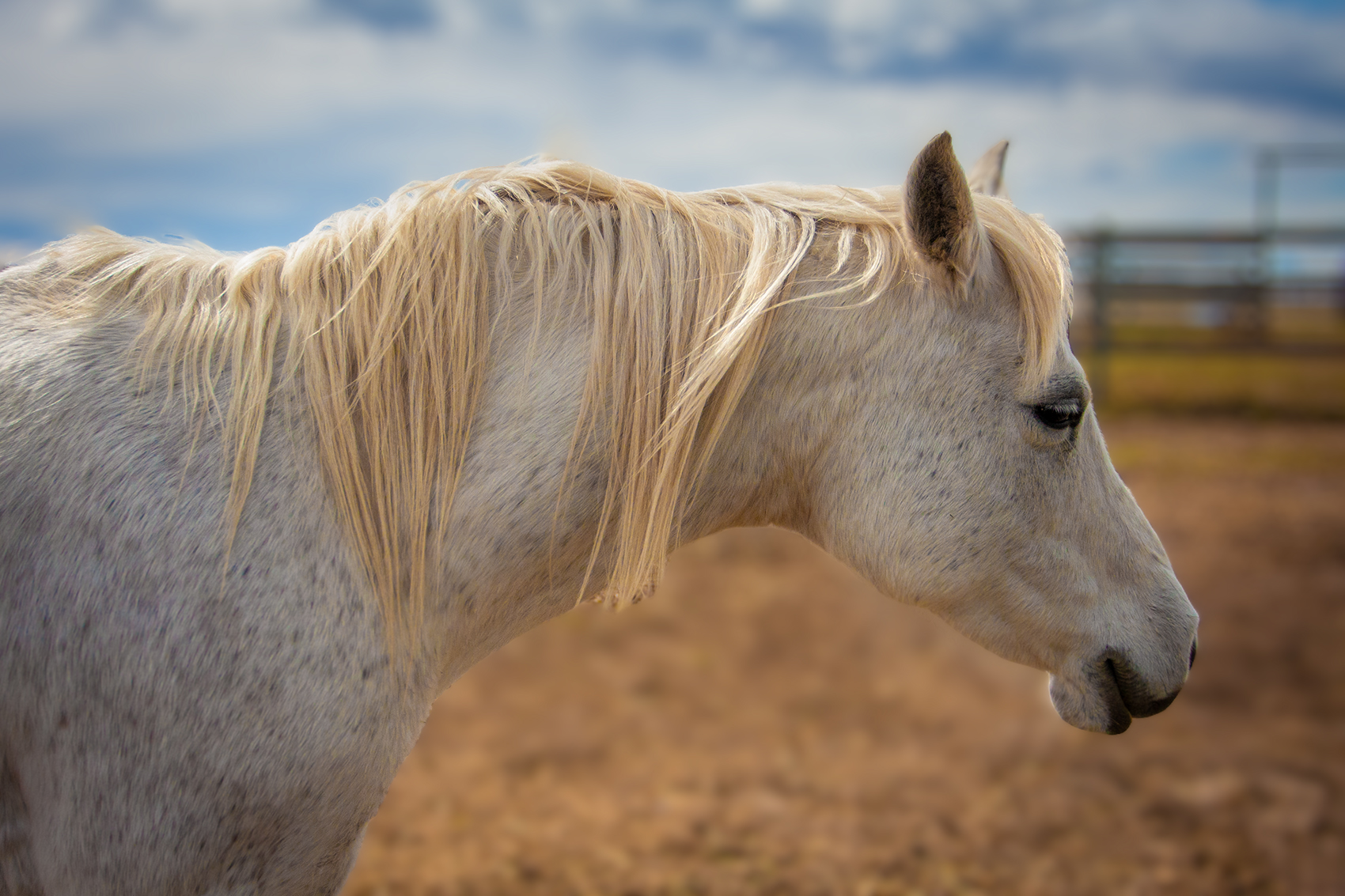 A pleasant retirement, Wheatland County, AB, 2024-04-21