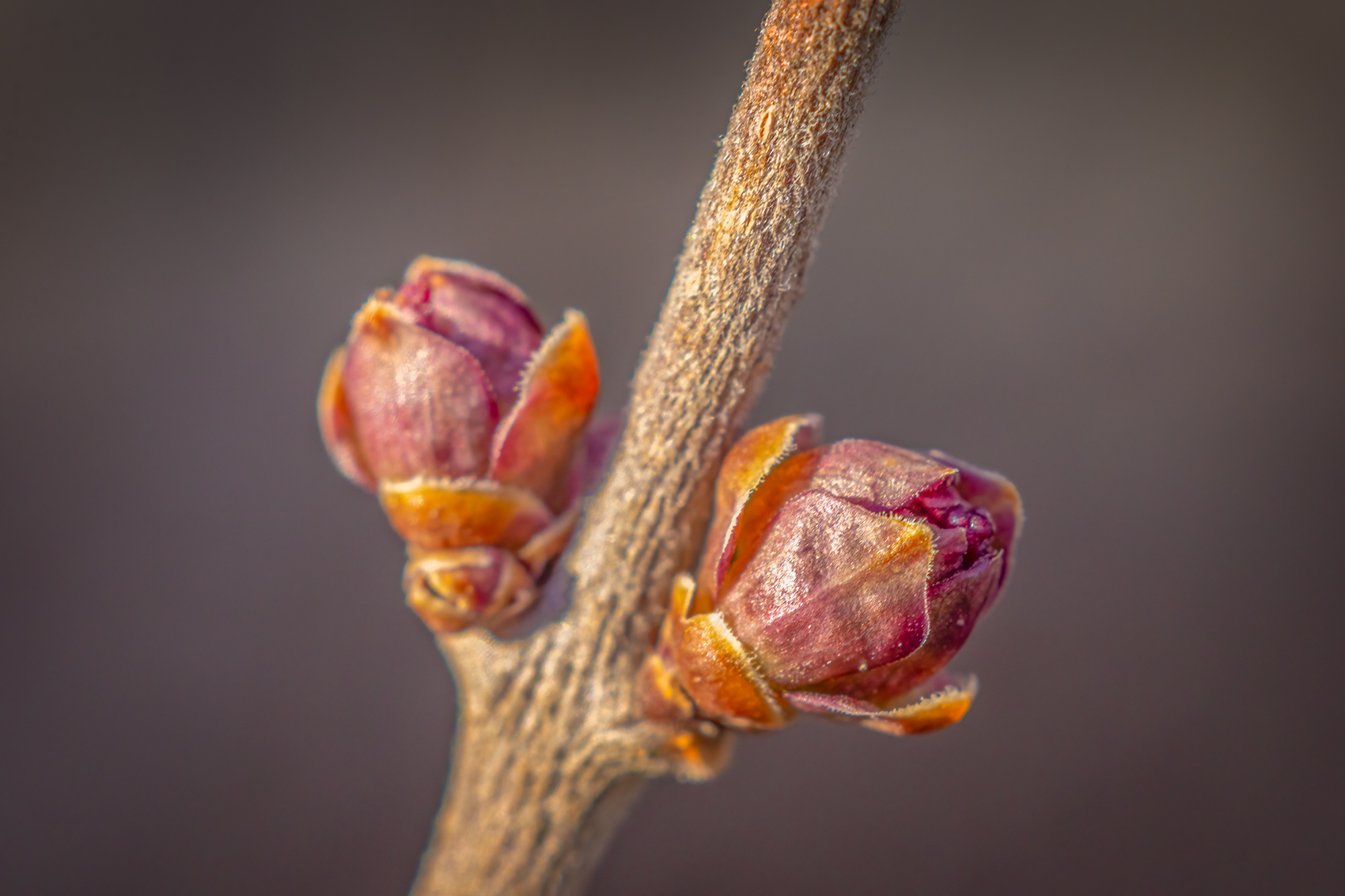 This bud's for you, My Front Yard, Strathmore, AB, 2024-04-21 copy