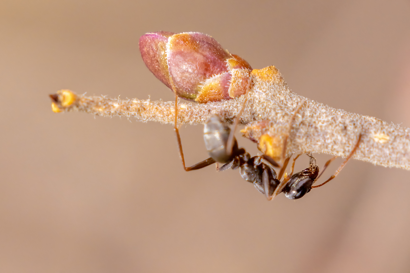 Ants in my pants, My Front Yard, Strathmore, AB, 2024-04-24