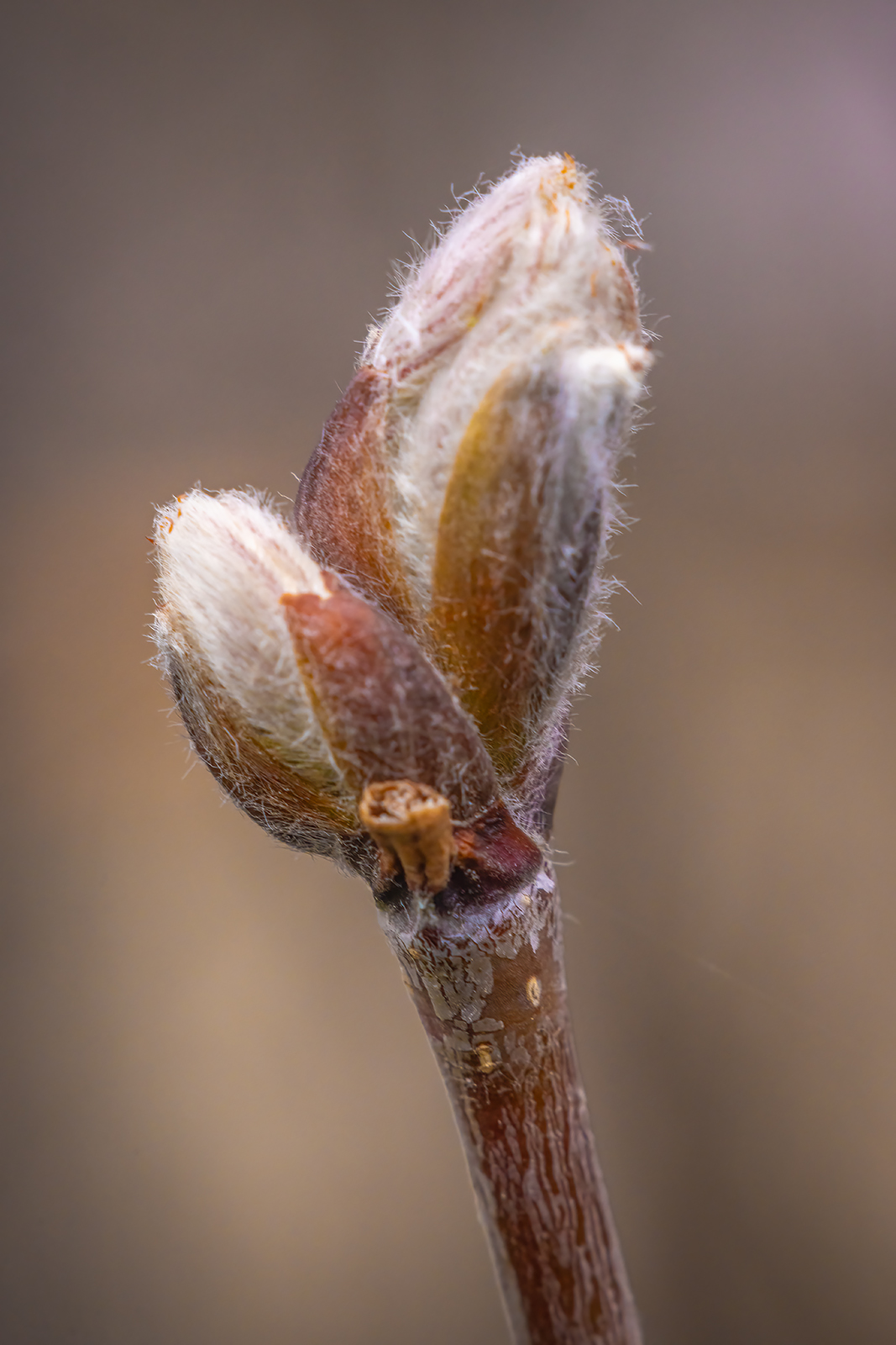 Allergy season is here, My Back Yard, Strathmore, AB, 2024-04-24