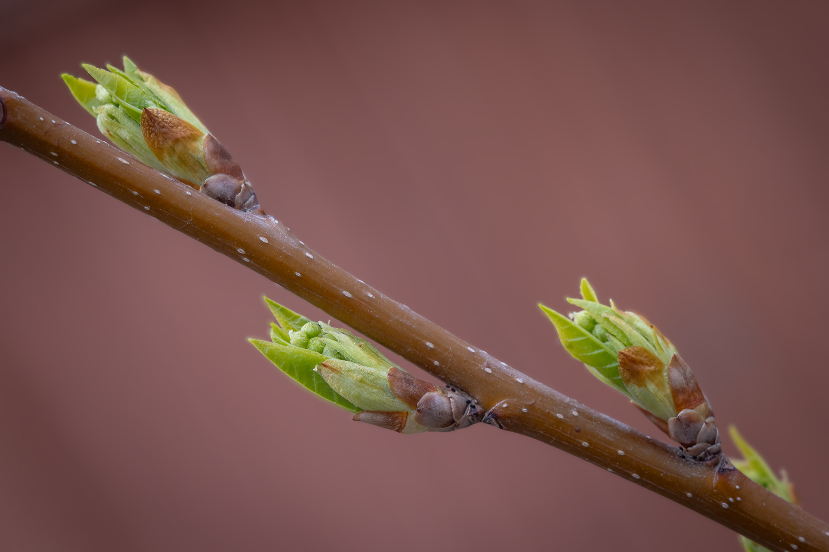 It's a three for all, My Back Yard, Strathmore, AB, 2024-04-24