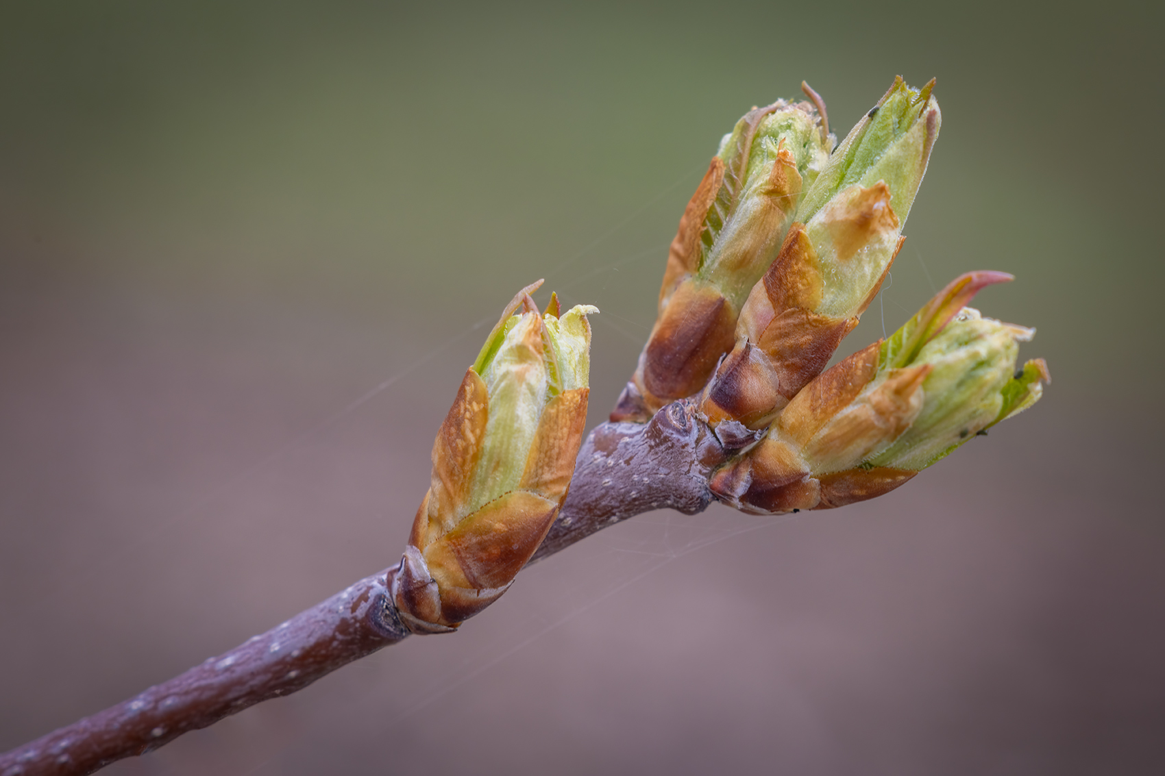 Tree budding out, Thomas Drive, Strathmore, AB, 2024-04-24