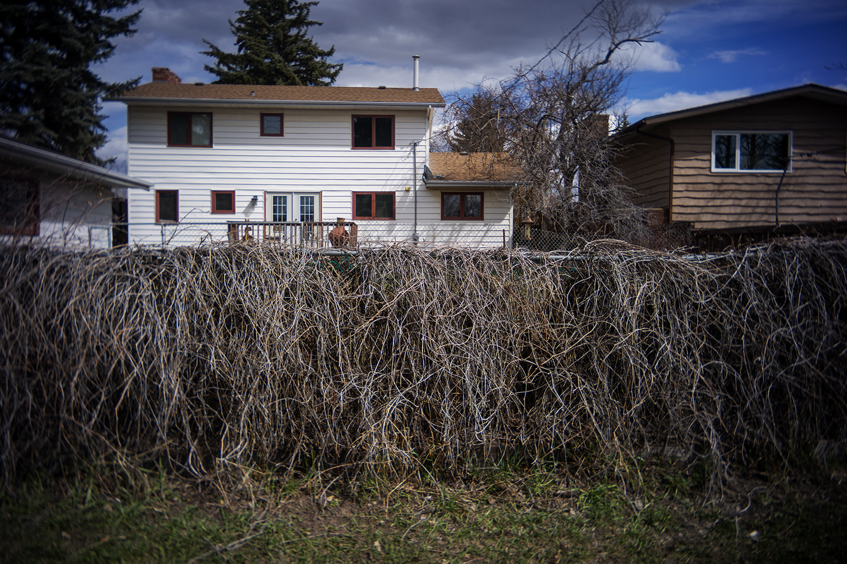 Last year's growth, Back alley, Strathmore, AB, 2024-04-25