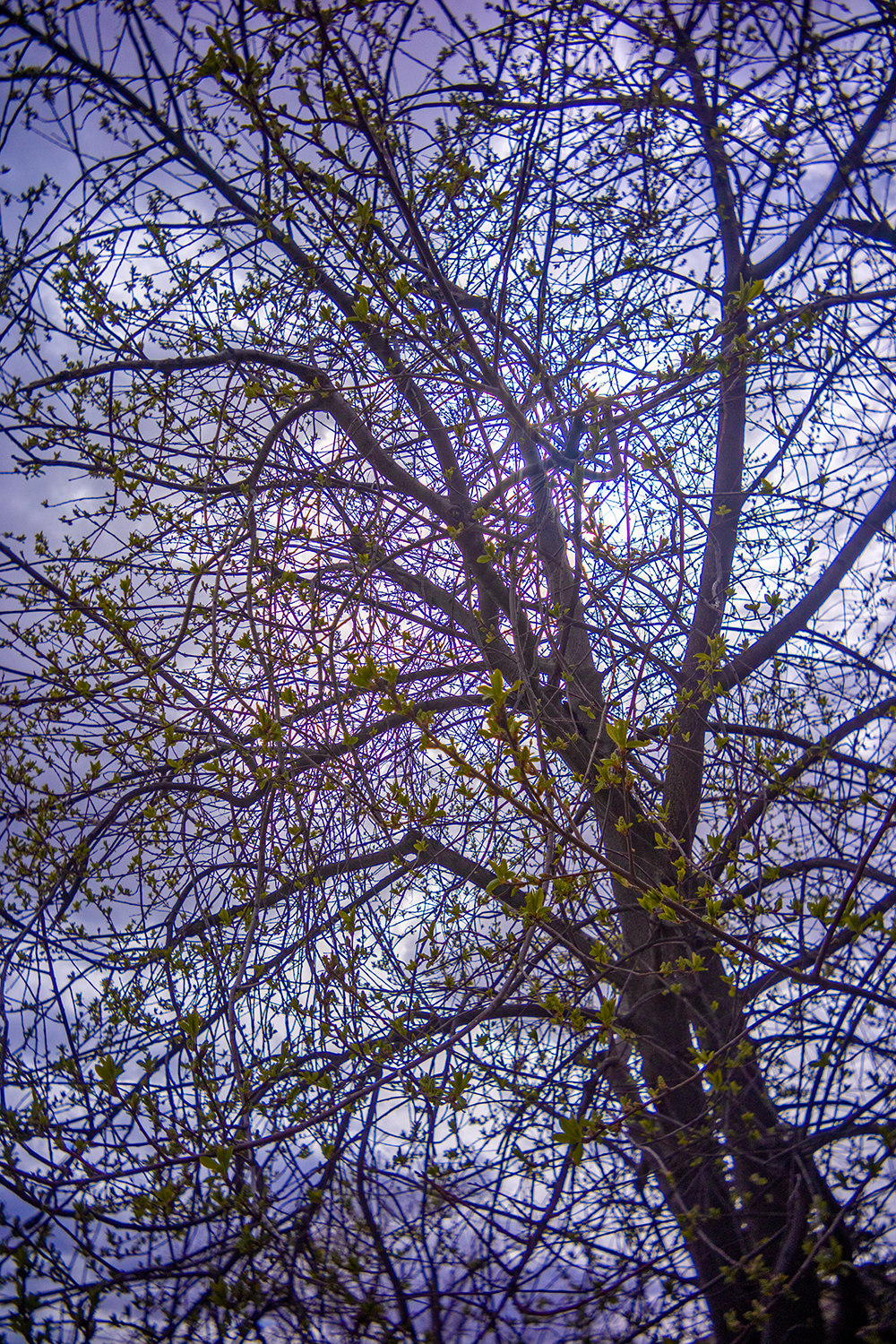 A kiss of green, Back Alley, Strathmore, AB, 2024-04-25
