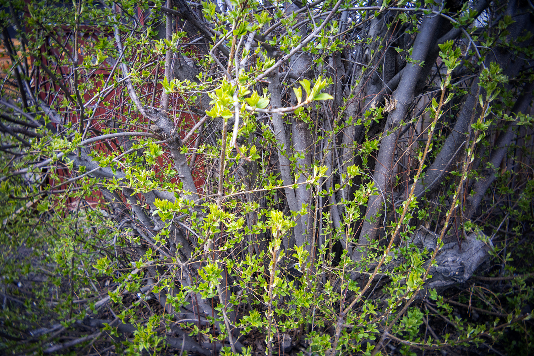The scene is green, Thomas Drive, Strathmore, AB, 2024-04-25