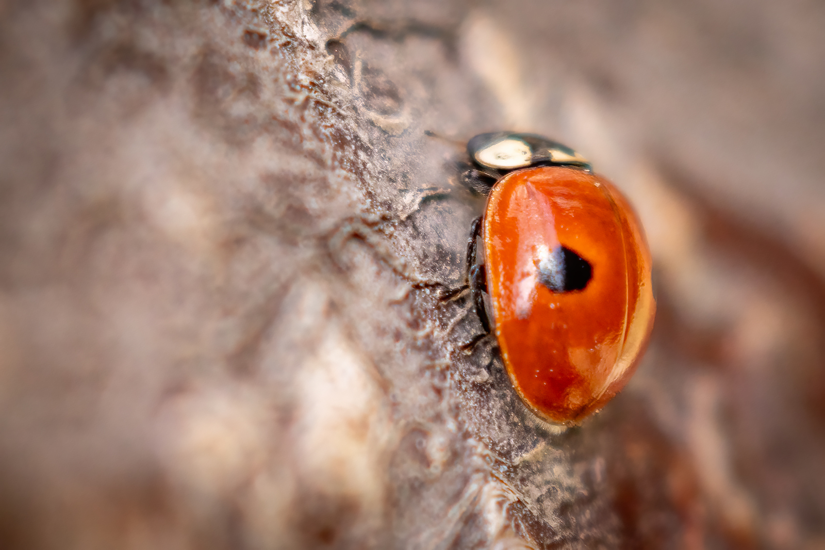 Side view, Ladybug, My Backyard, Strathmore, AB, 2024-04-28