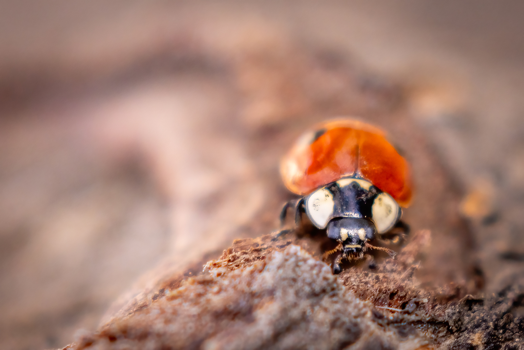 Come at me, bro, Ladybug, My Backyard, Strathmore, AB, 2024-04-28
