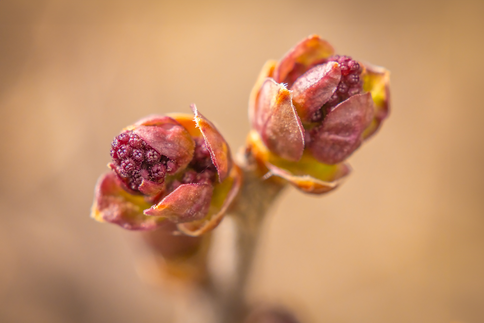 A bouquet for Thumbelina, My Front Yard, Strathmore, AB, 2024-04-28