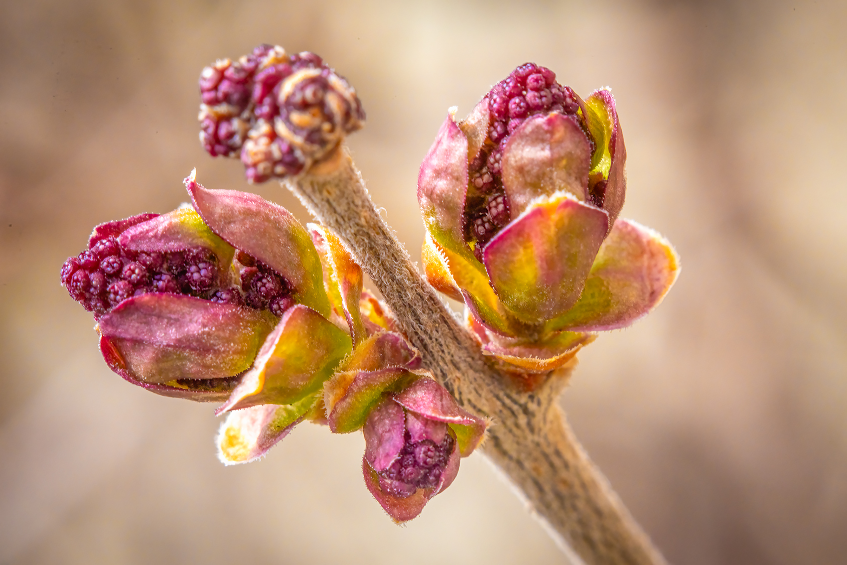 Lilac buds again, My Front Yard, Strathmore, AB, 2024-04-28