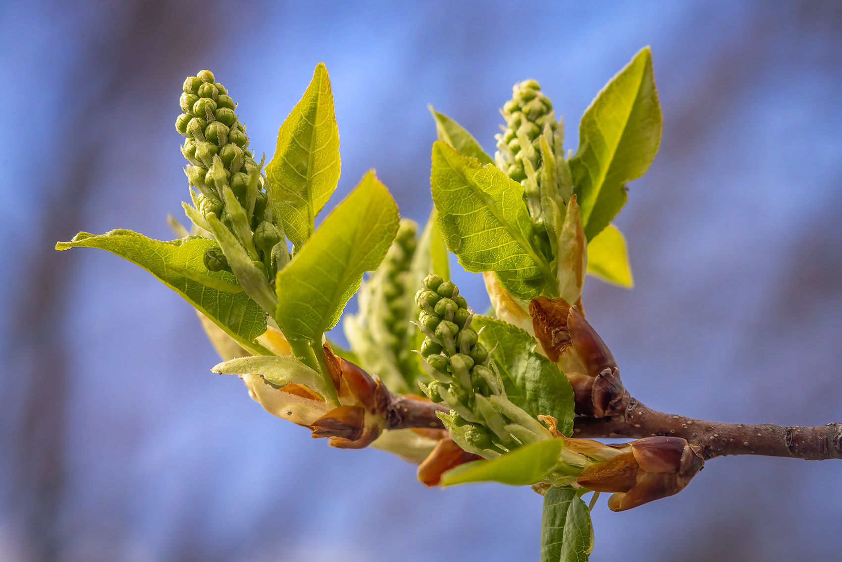The promise of spring, Mayday Tree, My Backyard, Strathmore, AB, 2024-04-28