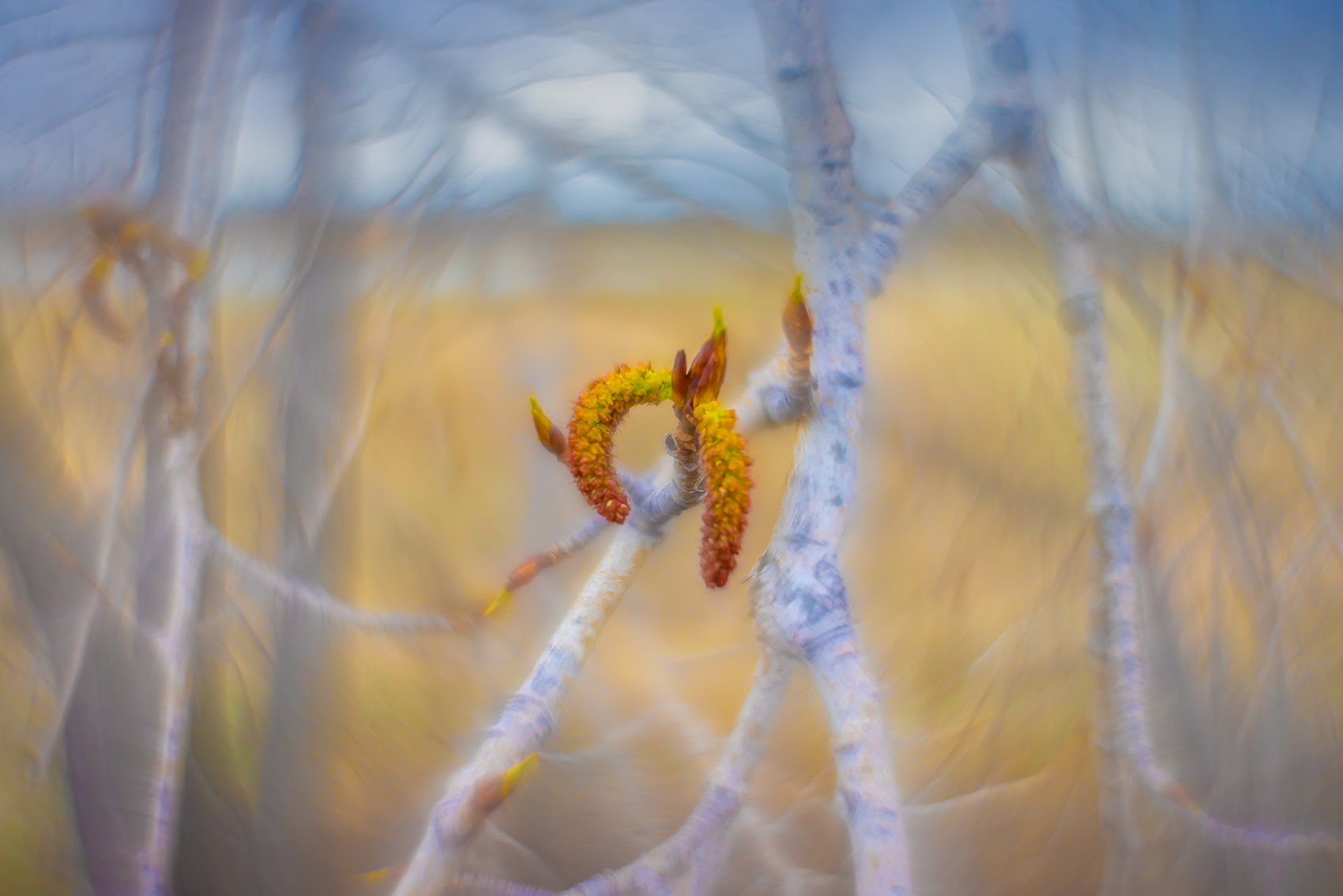 Unexpected treasure, Gray Park, Strathmore, AB, 2024-04-29