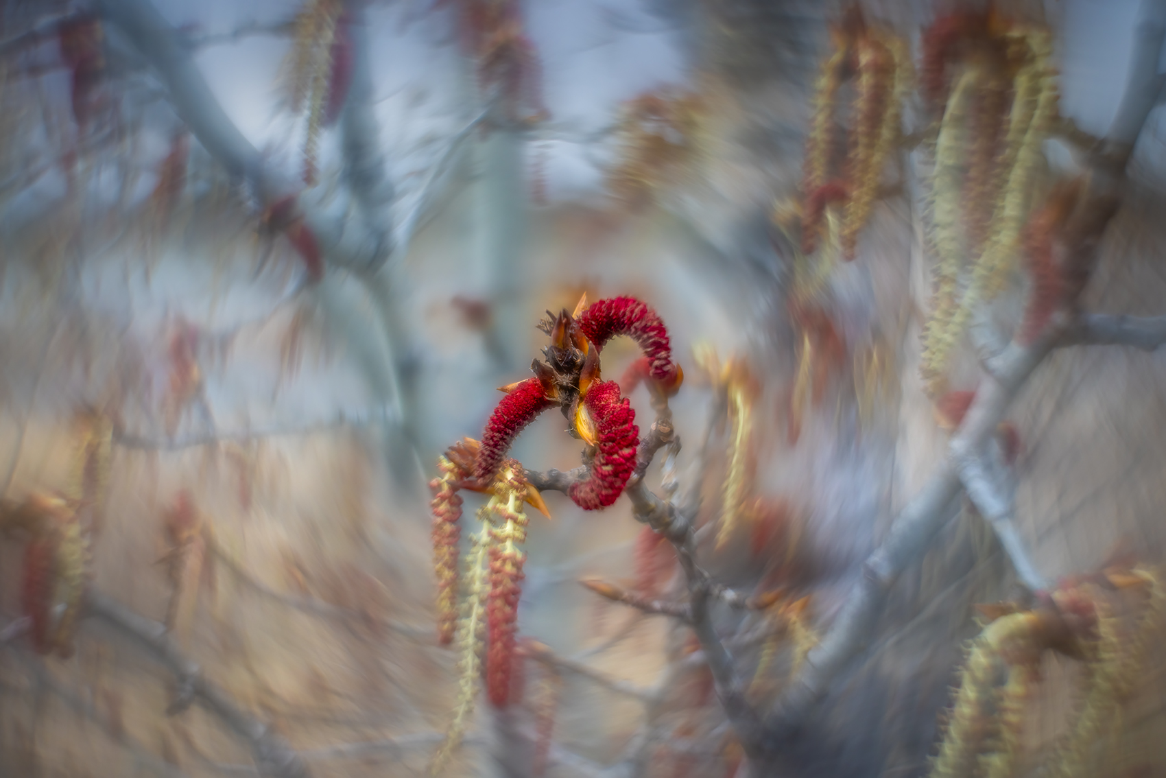 Poplar catkins out for a whirl, Gray Park, Strathmore, AB, 2024-04-29