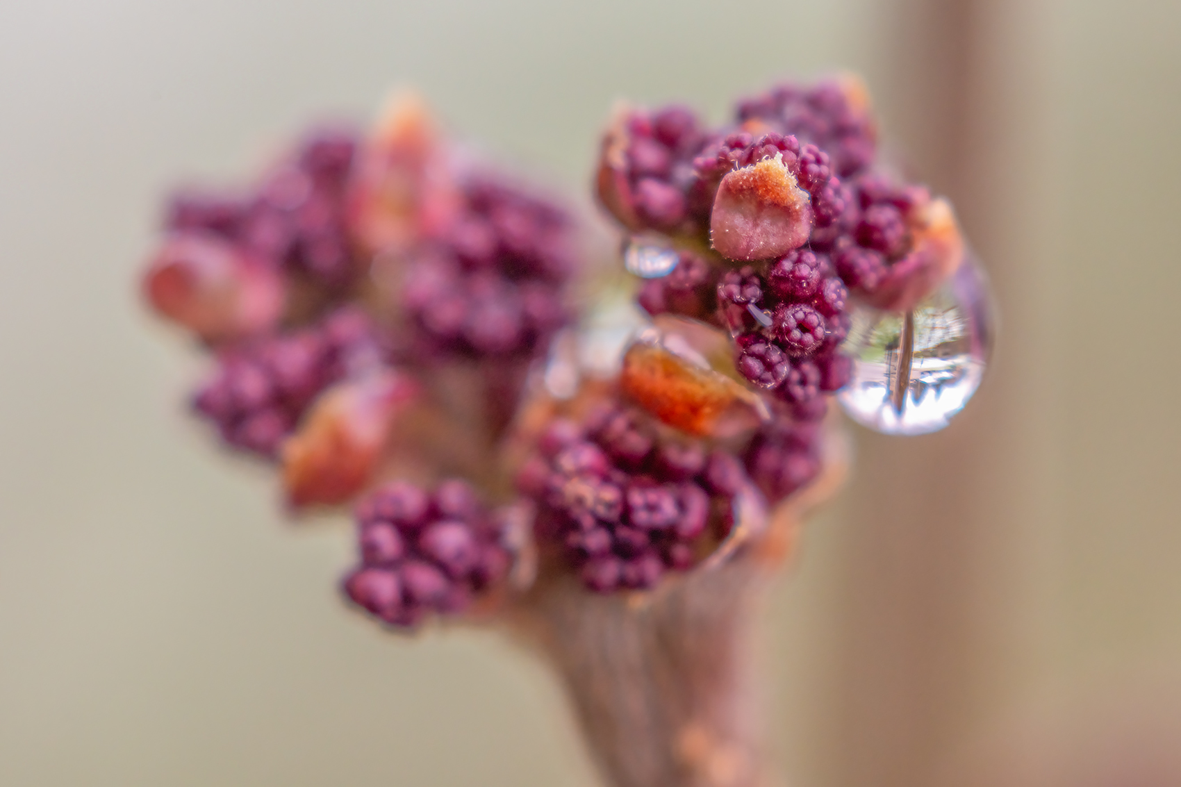 Wet behind the ears, My Front Yard, Strathmore, AB, 2024-05-02