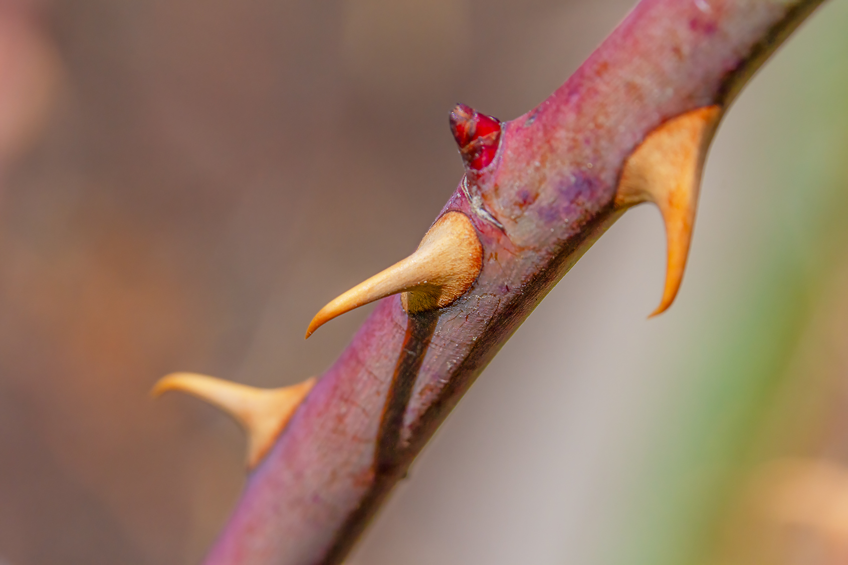 Every thorn has its rose, My Backyard, Strathmore, AB, 2024-05-10