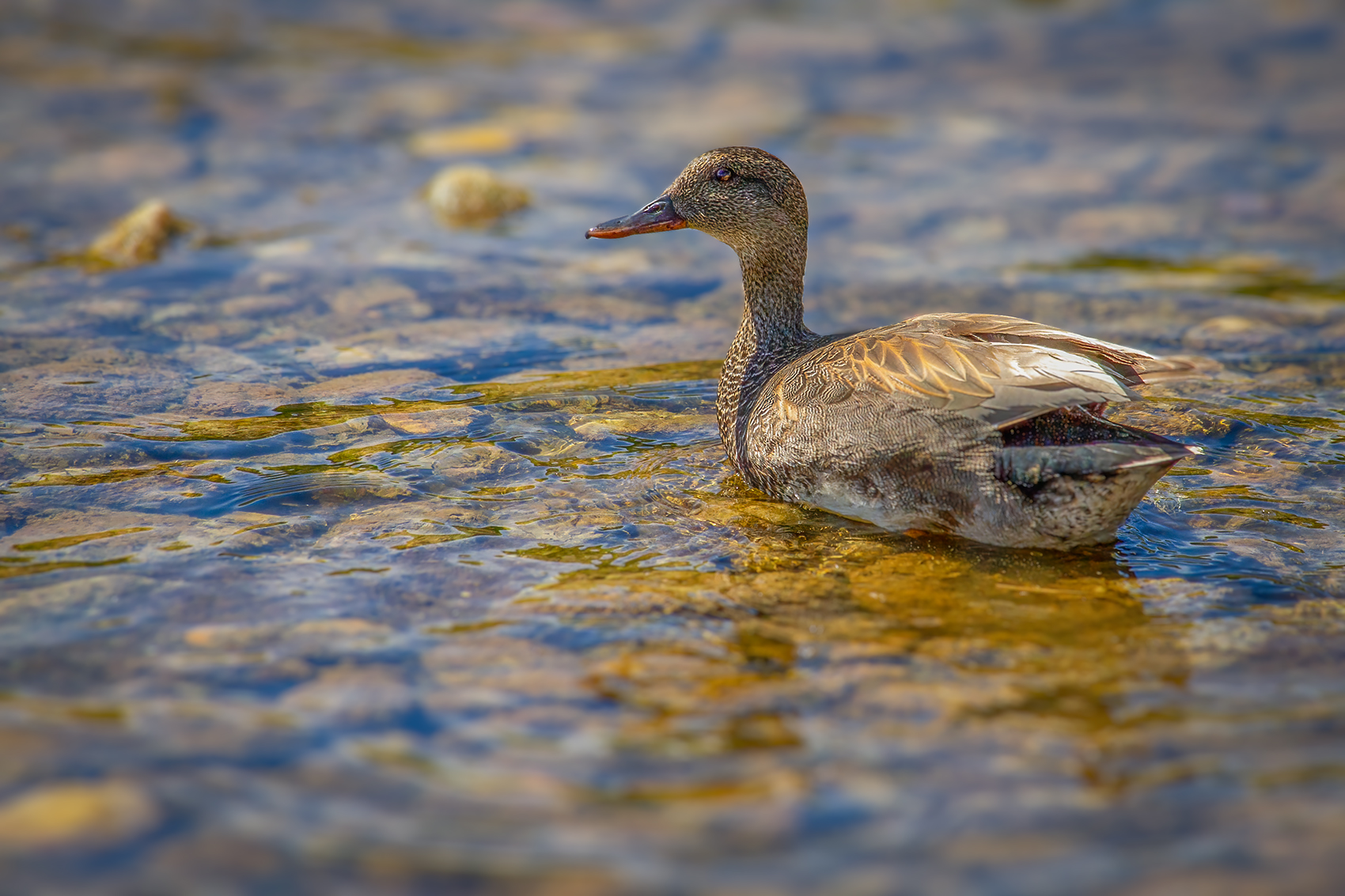 You'd better duck, Irrigation Canal on Thomas Drive, Strathmore, AB, 2024-05-10