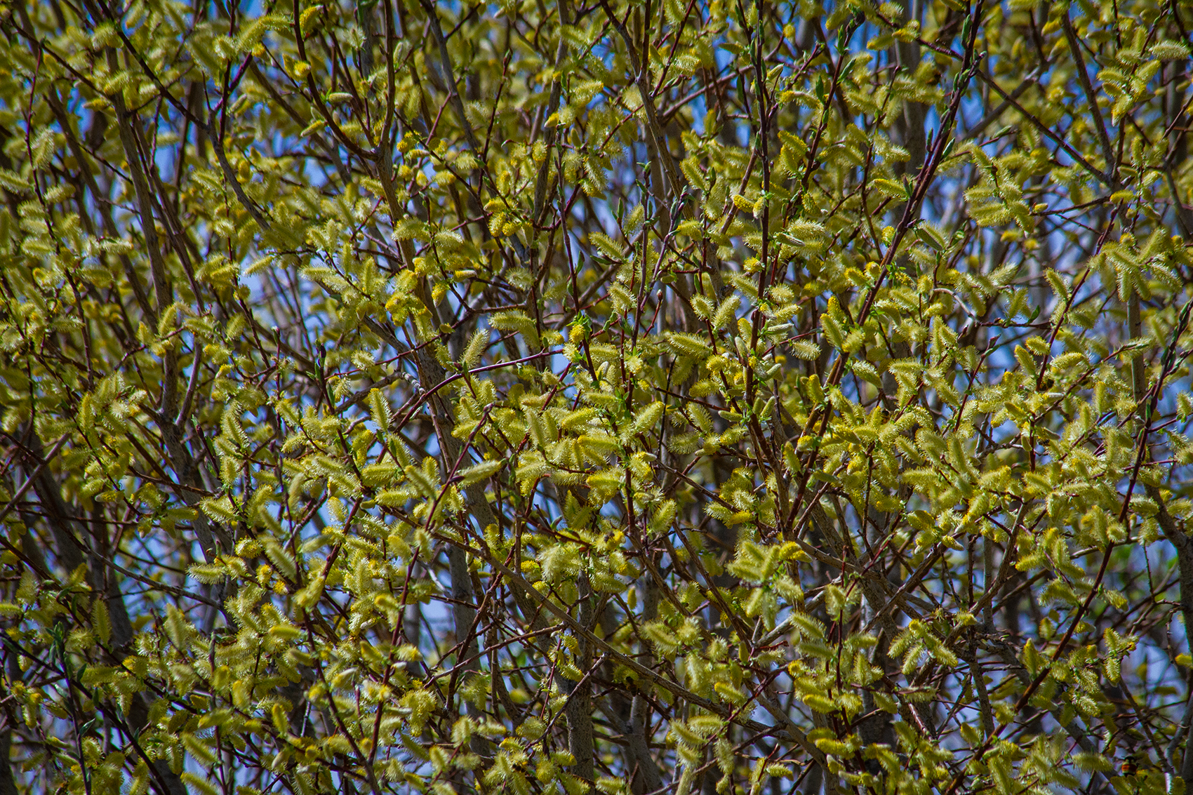 Bursting with life, Irrigation Canal on Thomas Drive, Strathmore, AB, 2024-05-10