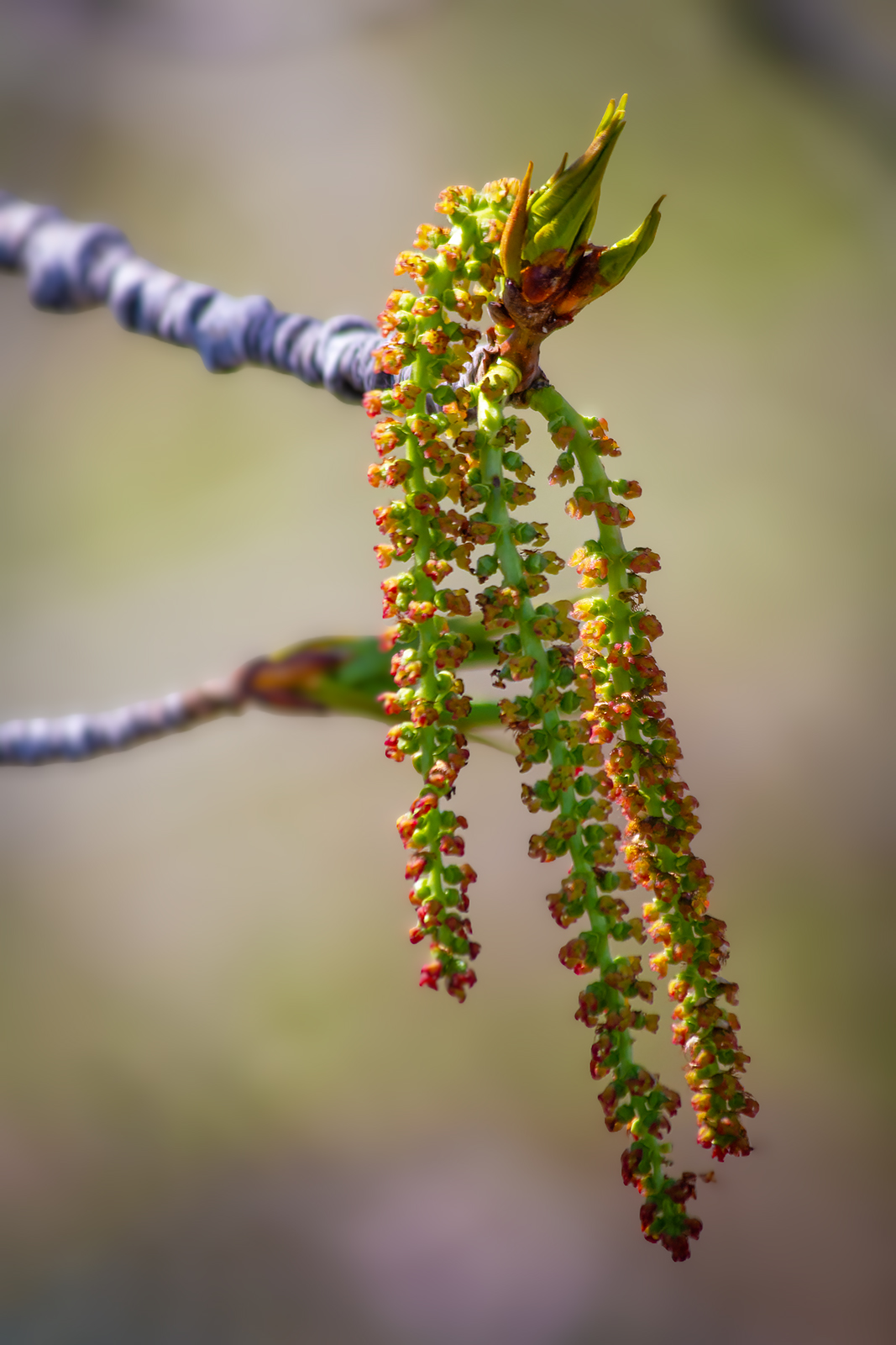 More catkins, Irrigation Canal on Thomas Drive, Strathmore, AB, 2024-05-10