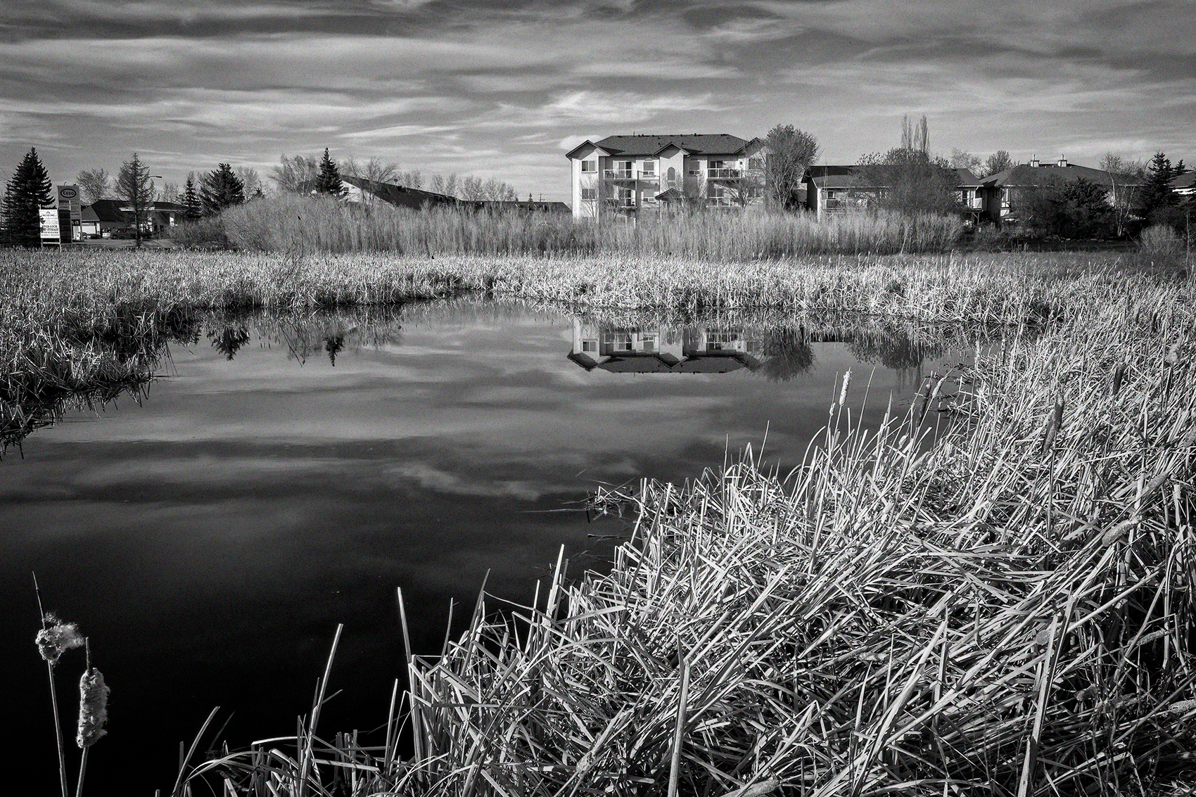 Reflection, Marsh North of Gray Park, Strathmore, AB, 2024-05-10