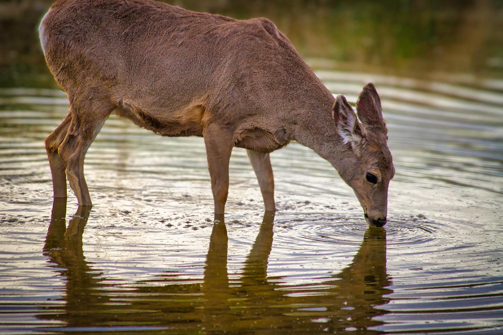 Oh deer!, Irrigation Canal on Thomas Drive, Strathmore, AB, 2024-05-10
