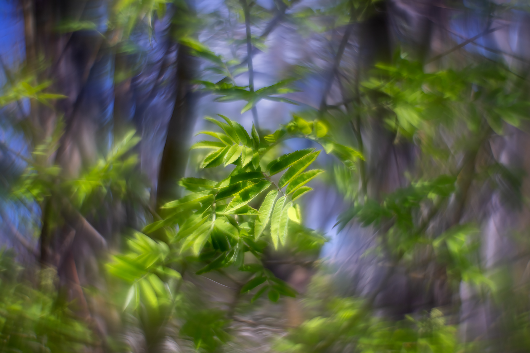New leaves, Mountain Ash Tree, My Backyard, Strathmore, AB, 2024-05-11