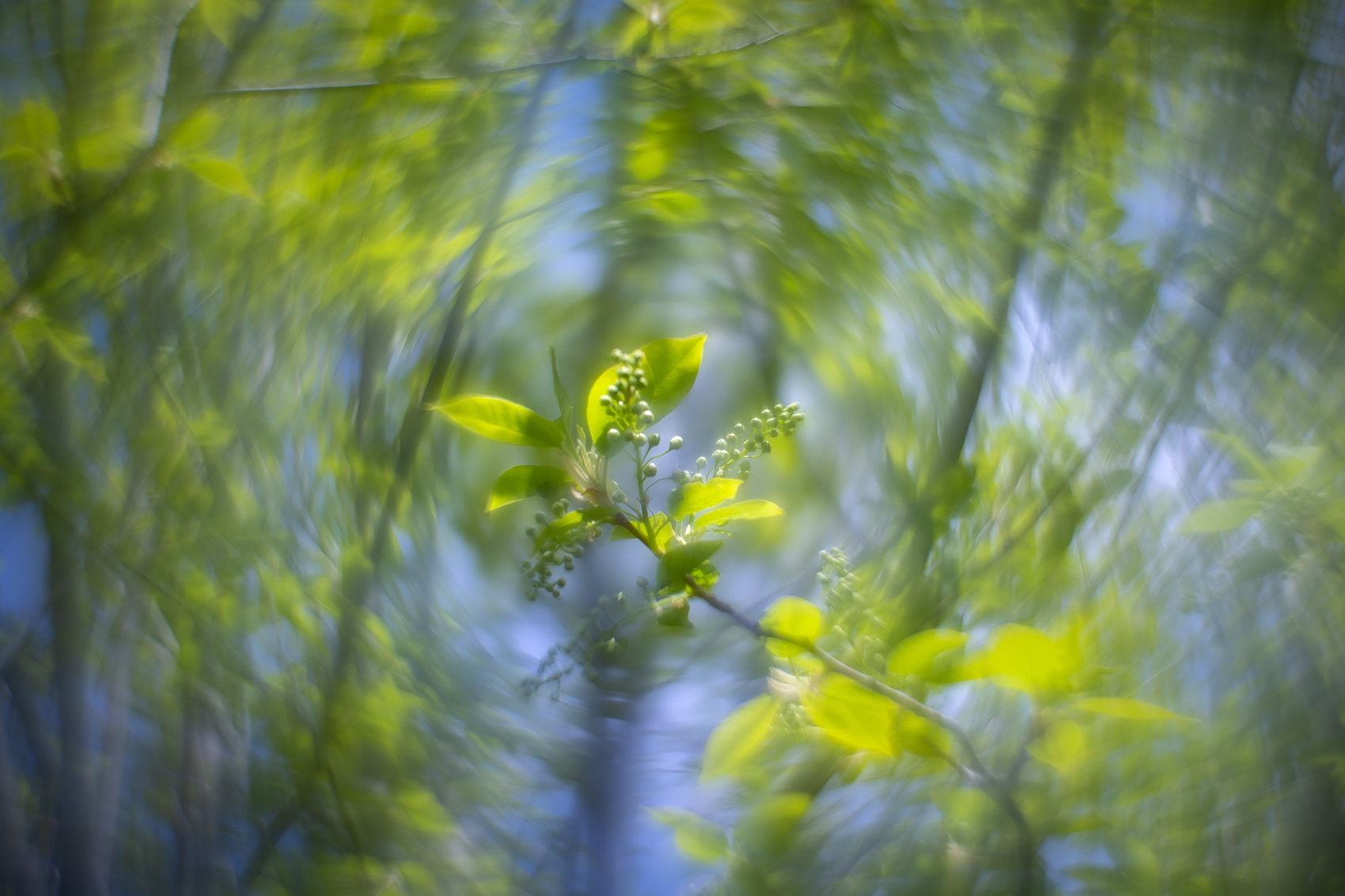 A new spin on things, Mayflower Tree, My Backyard, Strathmore, AB, 2024-05-11
