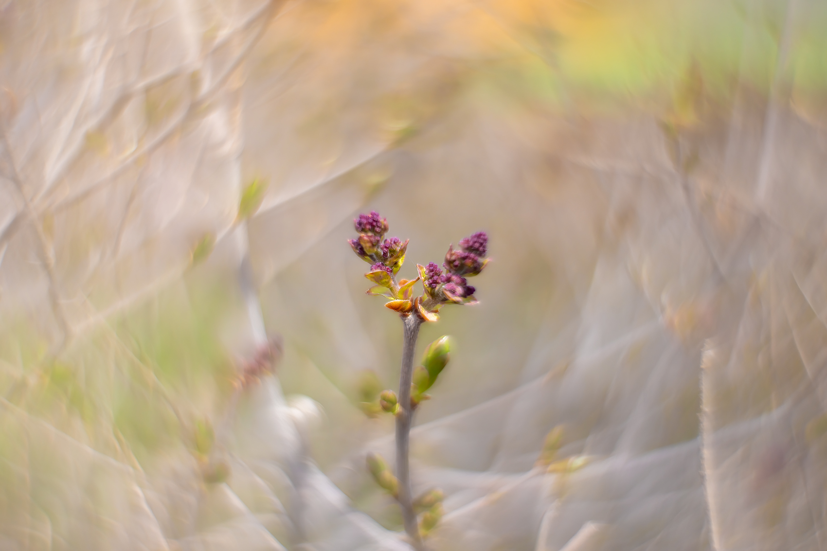 Stand up for youself, Lilacs, My Front Yard, Strathmore, AB, 2024-05-11