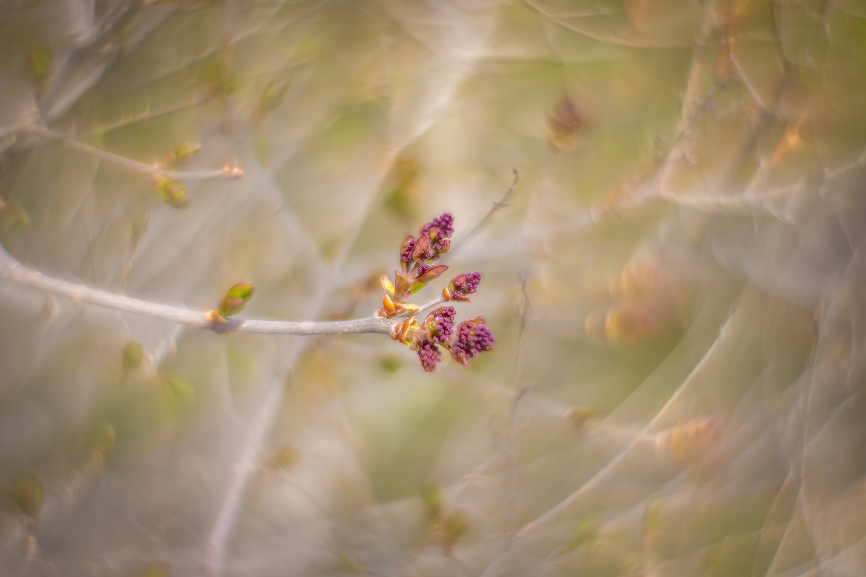 Tilt-a-whirl, Lilacs, My Front Yard, Strathmore, AB, 2024-05-11