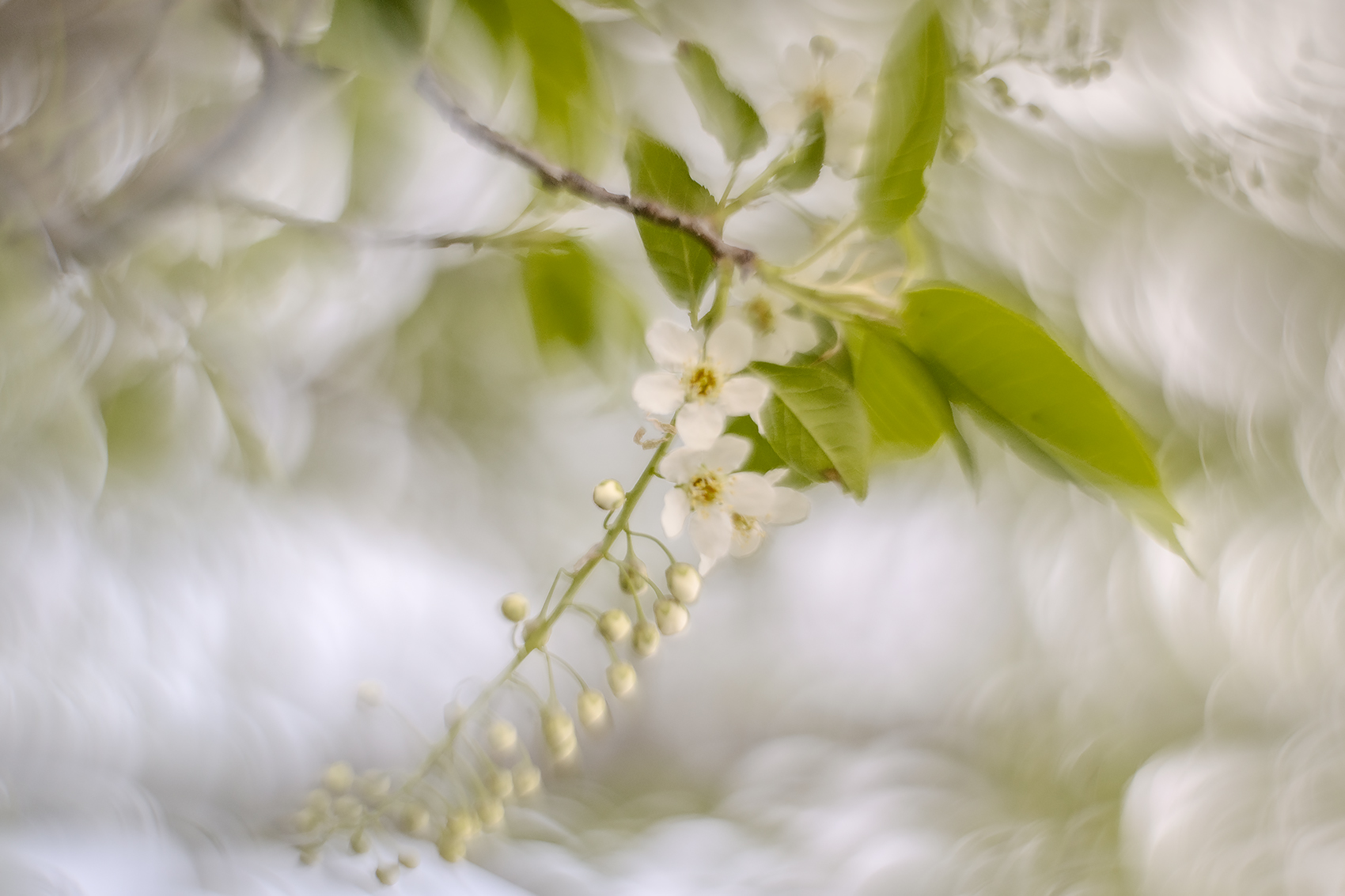 Sending up the white flag, Mayday Tree, My Backyard, Strathmore, AB, 2024-05-13