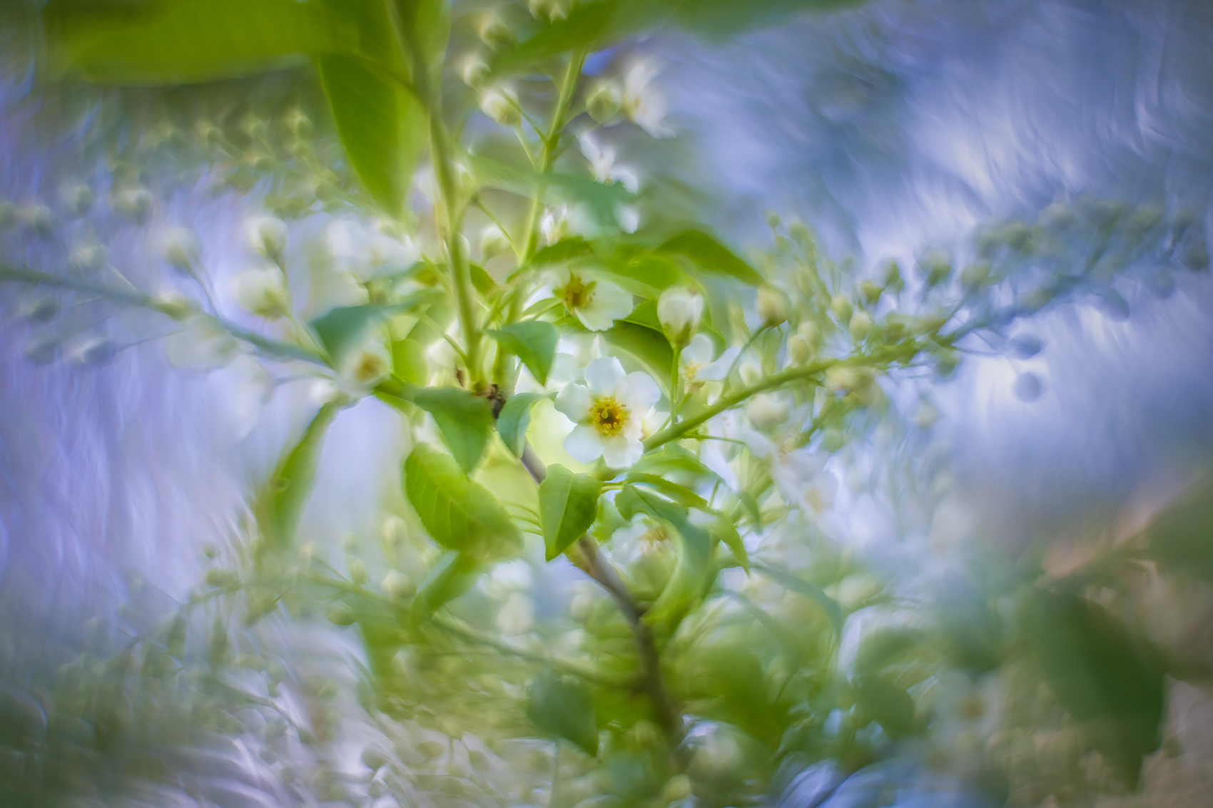 Flower power, Mayday Tree, My Backyard, Strathmore, AB, 2024-05-13
