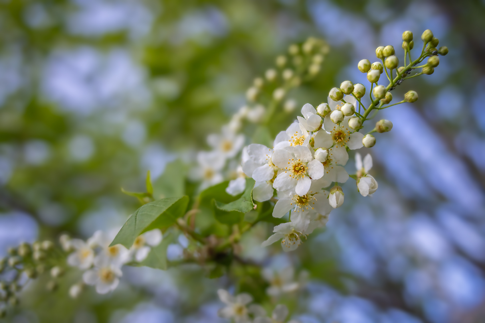 Payday, Mayday Tree, My Backyard, Strathmore, AB, 2024-05-14