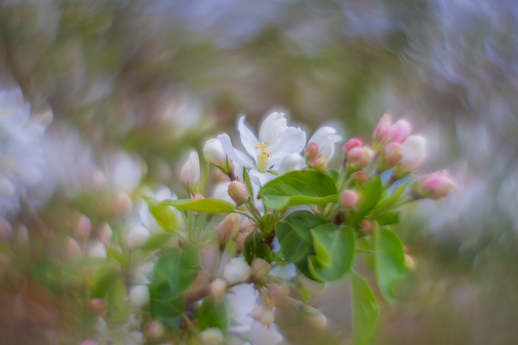 Things are looking up, Apple Blossoms, Lambert Park, Strathmore, AB, 2024-05-15