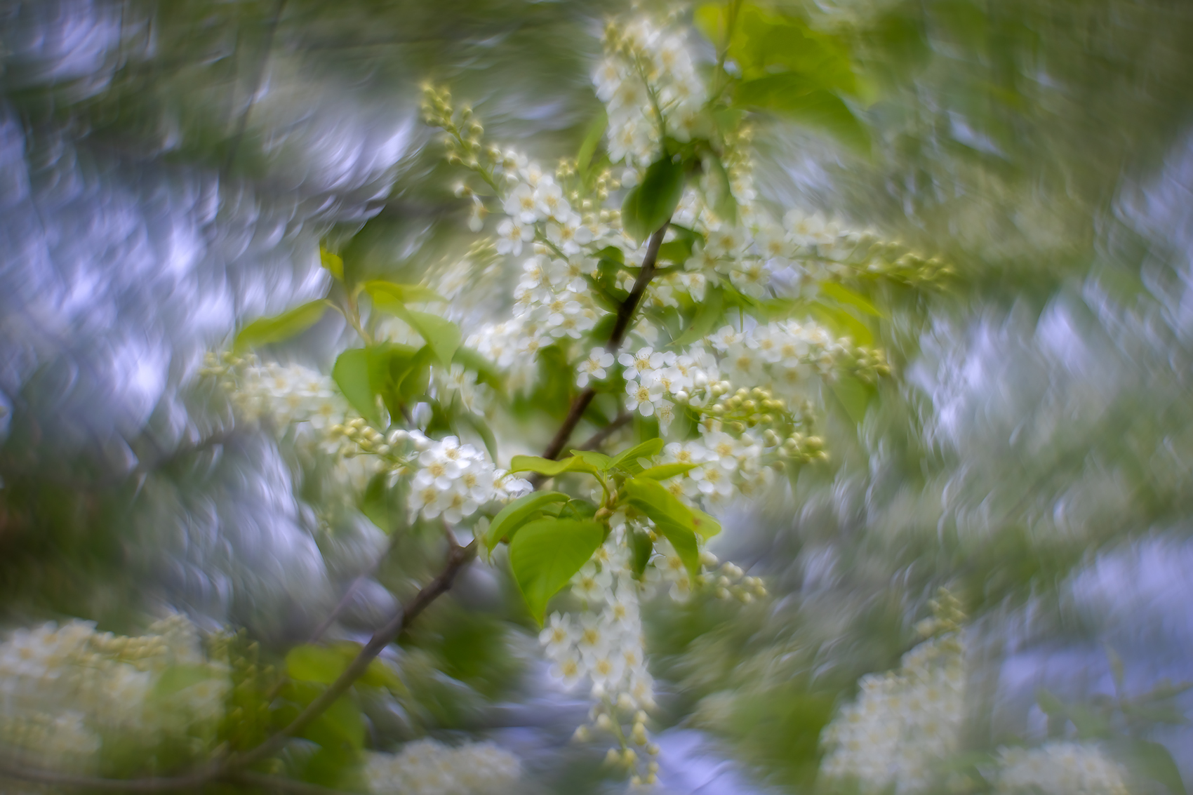 Whirlwind romance, Thomas Drive, Strathmore, AB, 2024-05-15