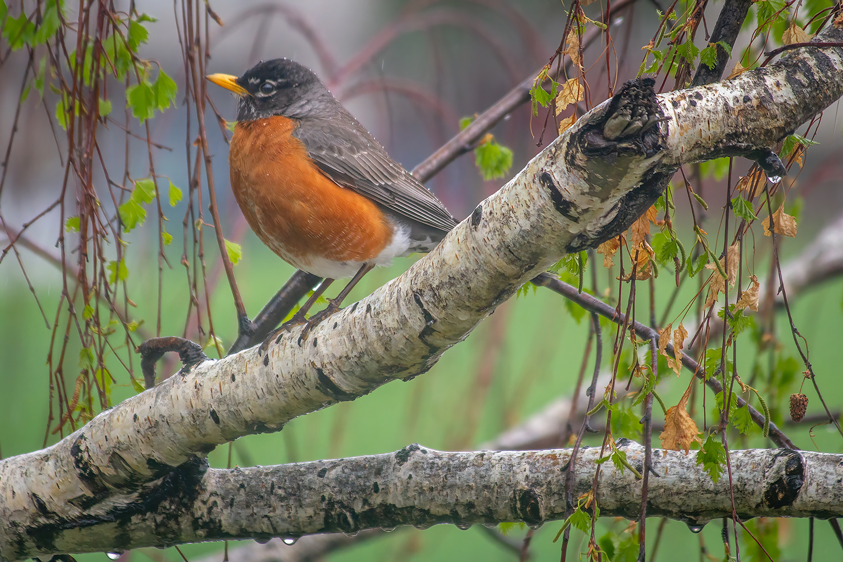 Robin chillaxing in the willow, My Front Yard, Strathmore, AB, 2024-05-17