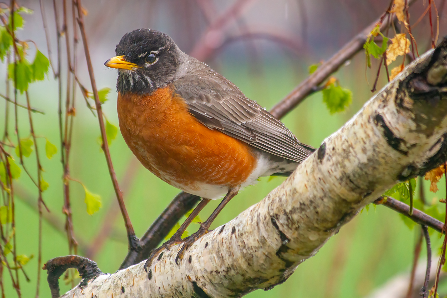 Robin in light rain, My Front Yard, Strathmore, AB, 2024-05-17