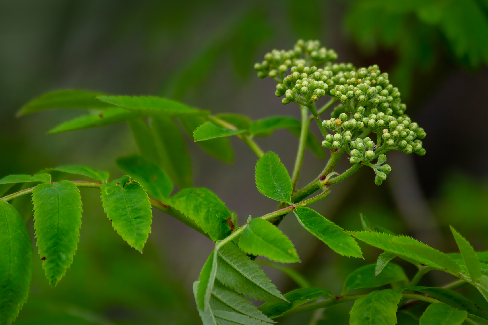 Mountain Ash beginning to fruit, My Backyard, Strathmore, AB, 2024-05-17