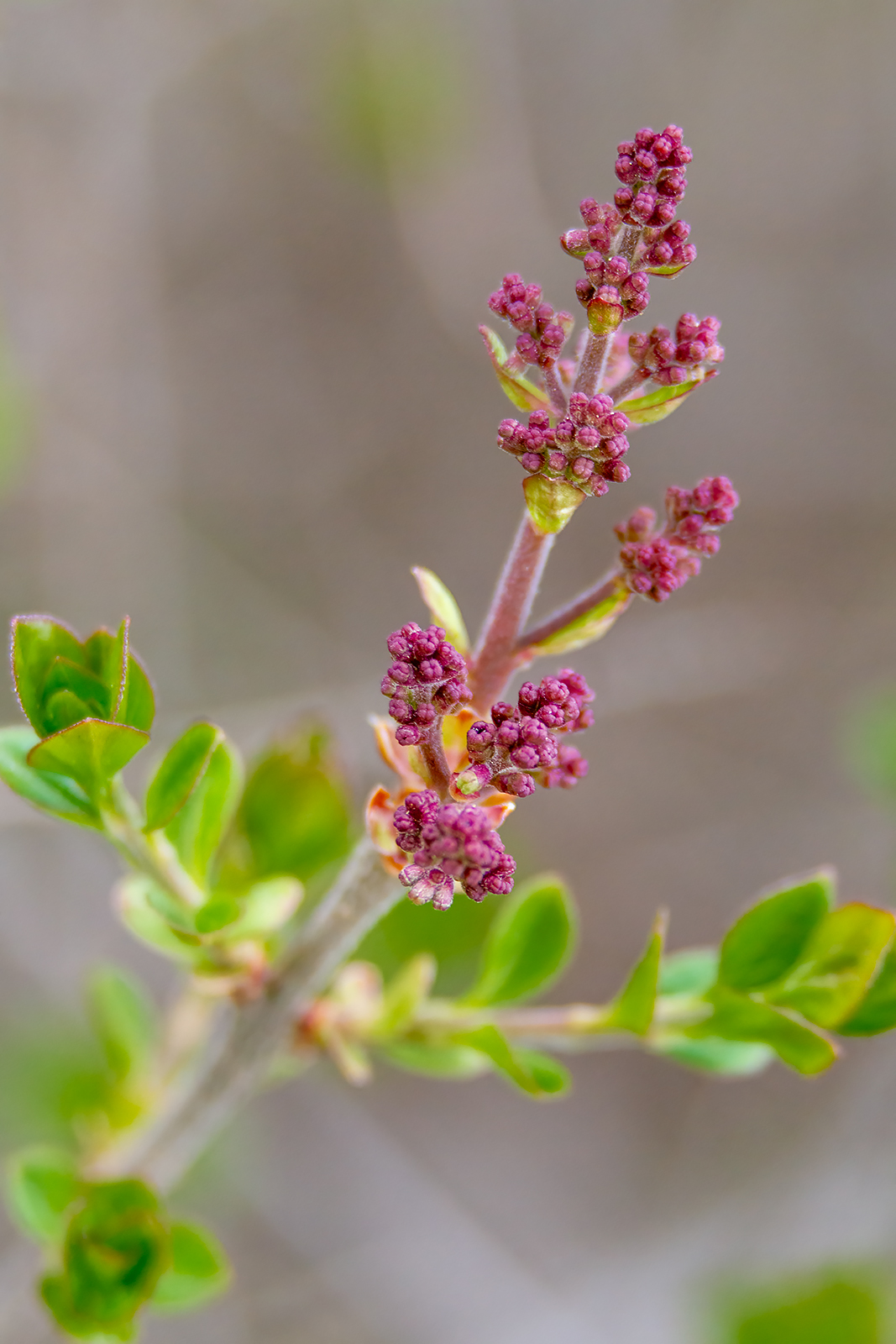 The lilacs are progressing, My Front Yard, Strathmore, AB, 2024-05-17